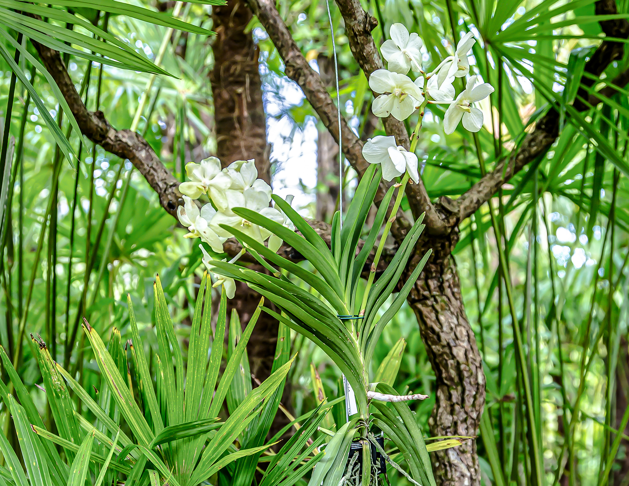 4 Orchidée vanda 1bis 030619.jpg