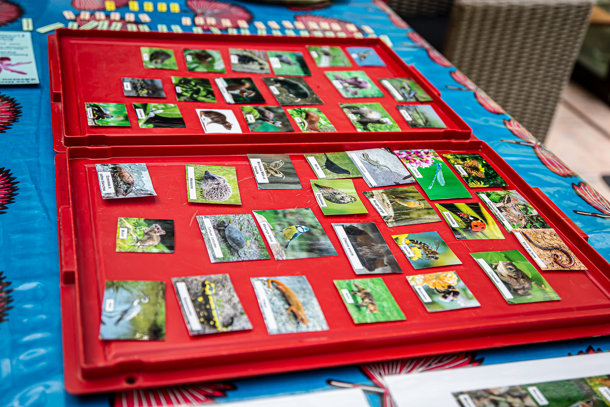 9 Photos aimantées des animaux pour le jeu 1bis 030619.jpg