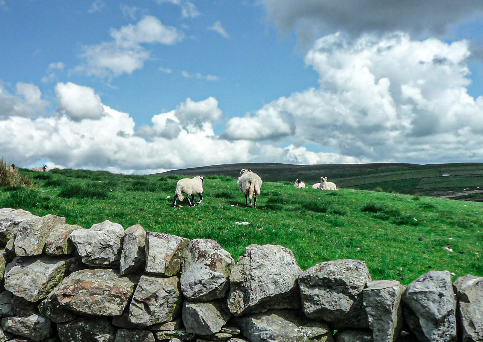 3 Murs et moutons 1bis 010619.jpg