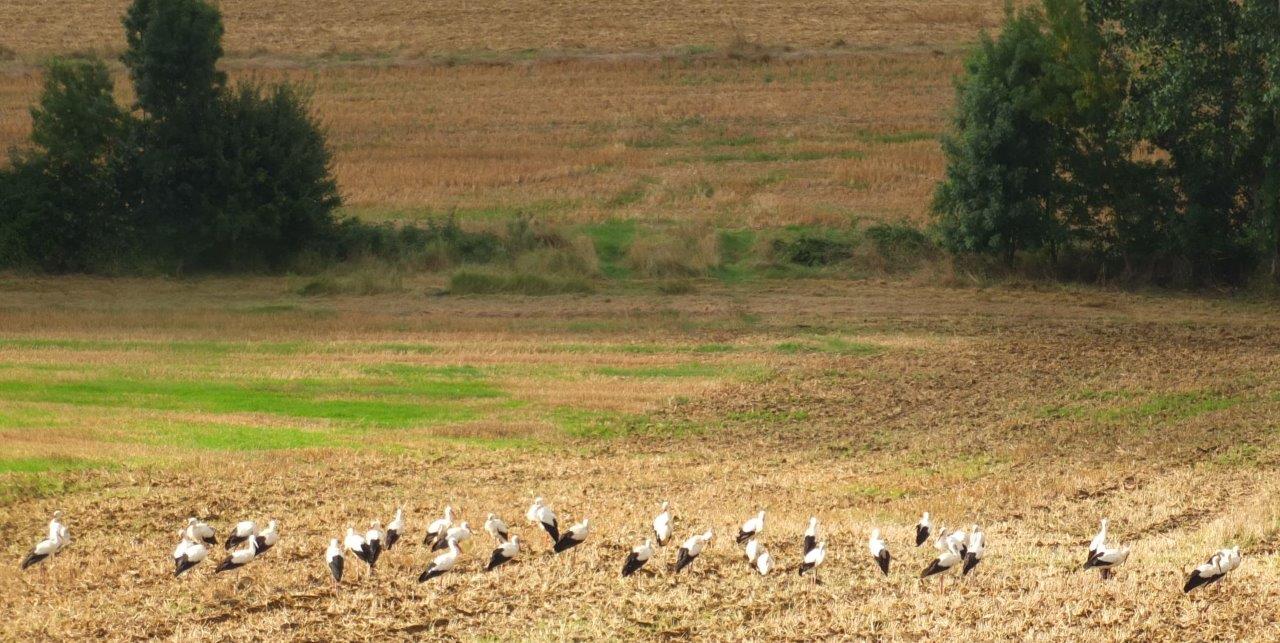 Cigogne DSCF0135.jpg