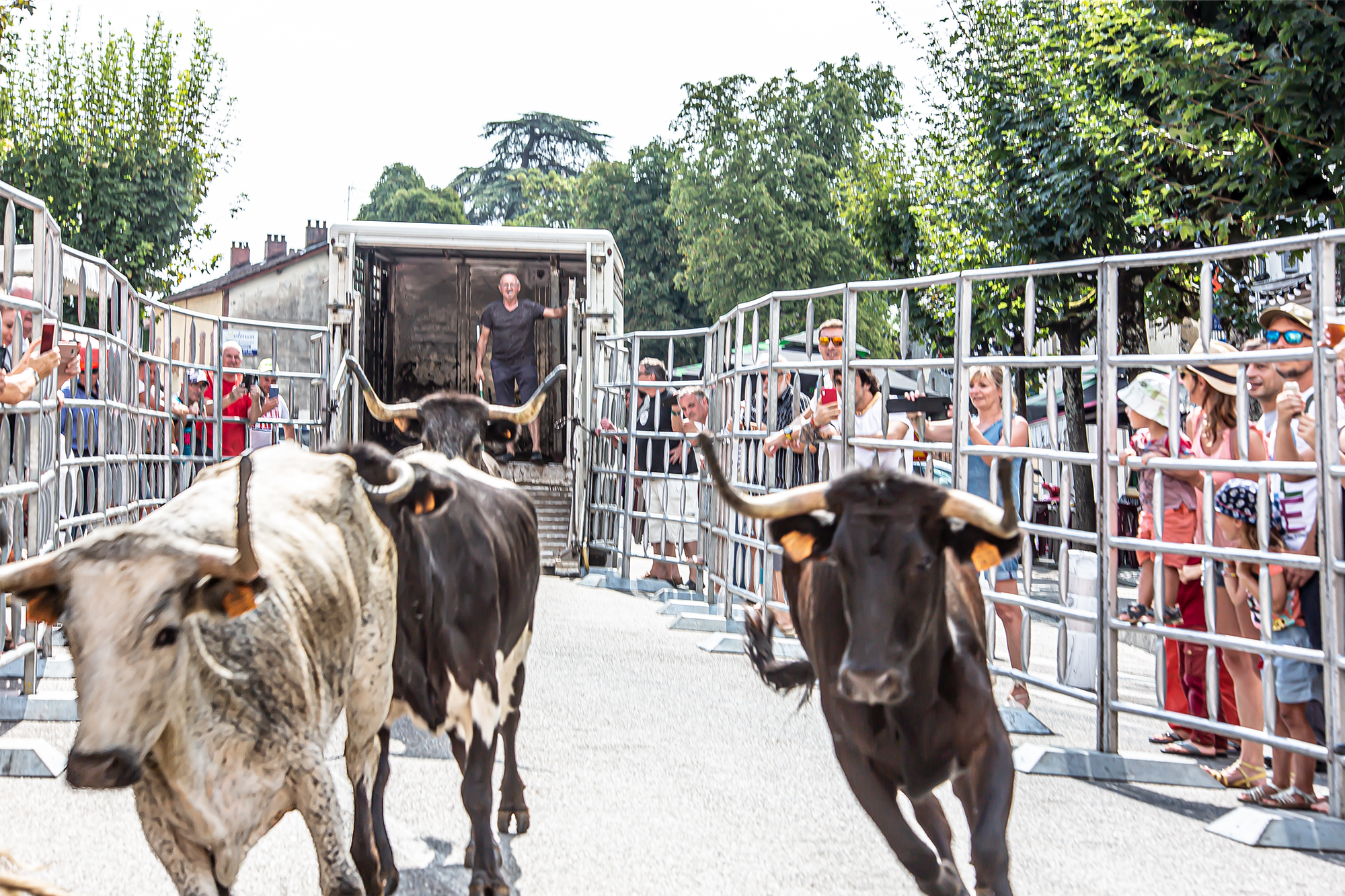 5 Sortie des vaches 1bis 180819.jpg