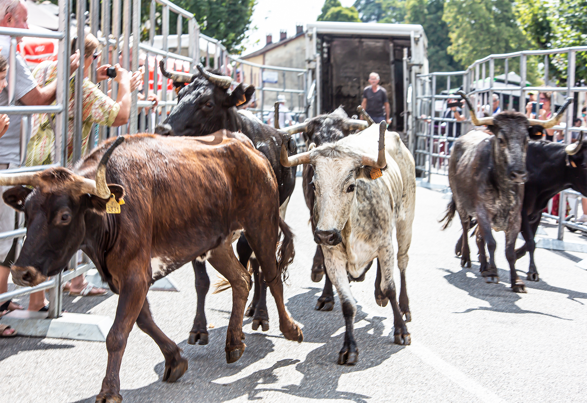 6 Sortie des vaches 1bis 180819.jpg
