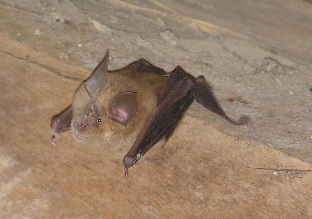 3 DR CPIE Grand-Rhinolophe.JPG