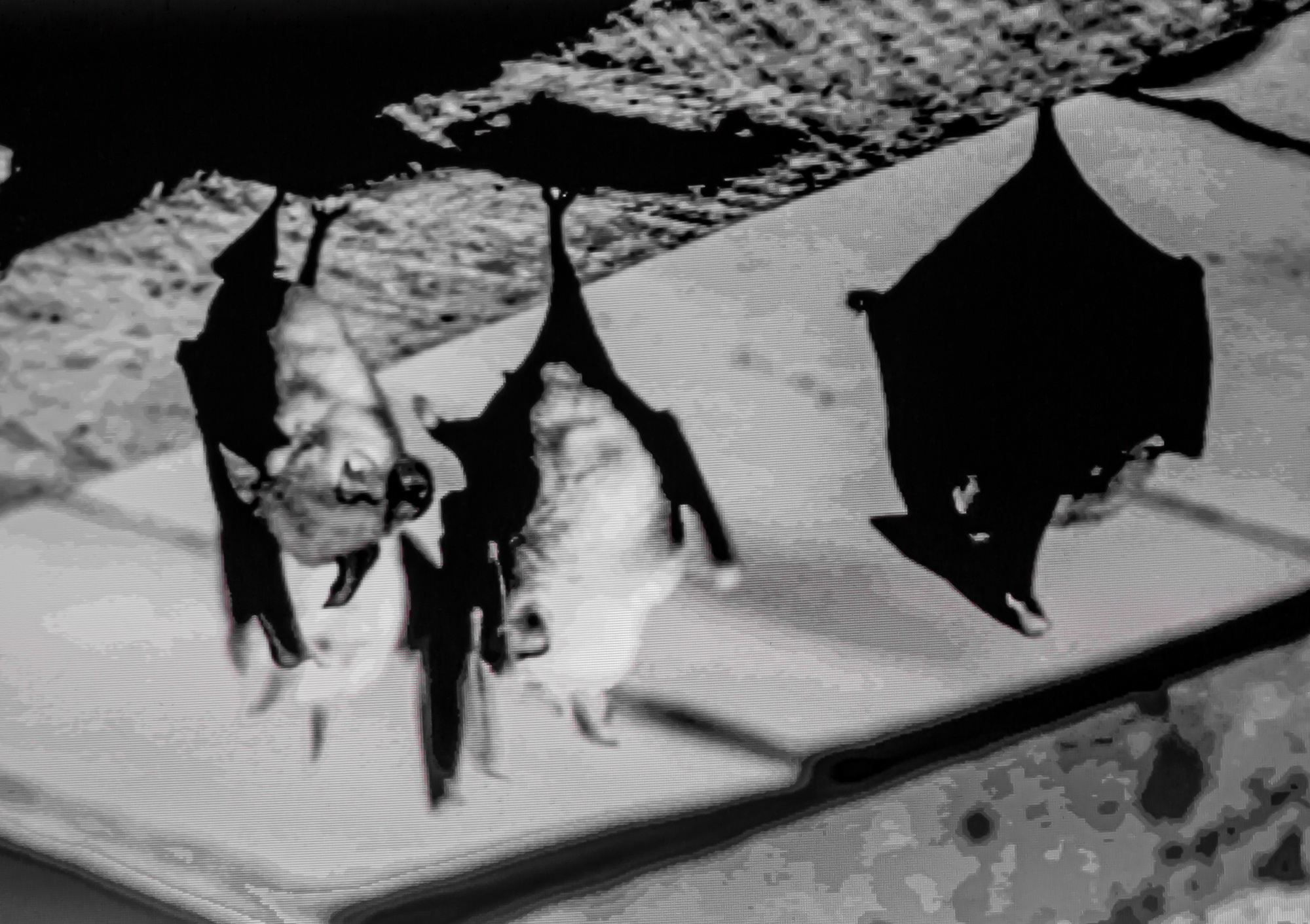 9 3 chauves-souris 1bis 290819.jpg
