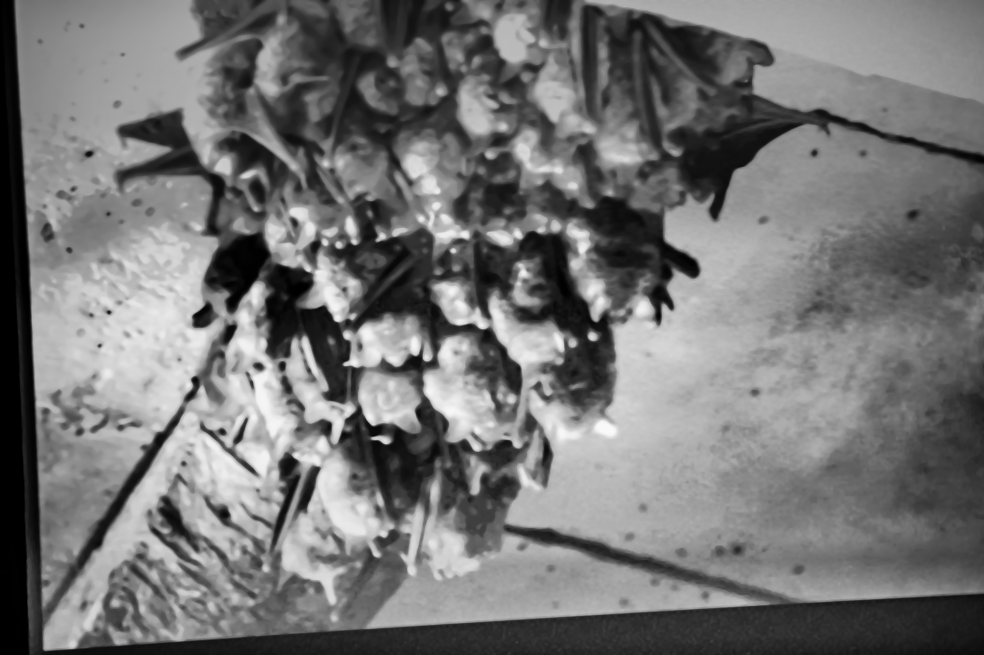 8 Grappe de  chauves-souris 1bis 290819.jpg