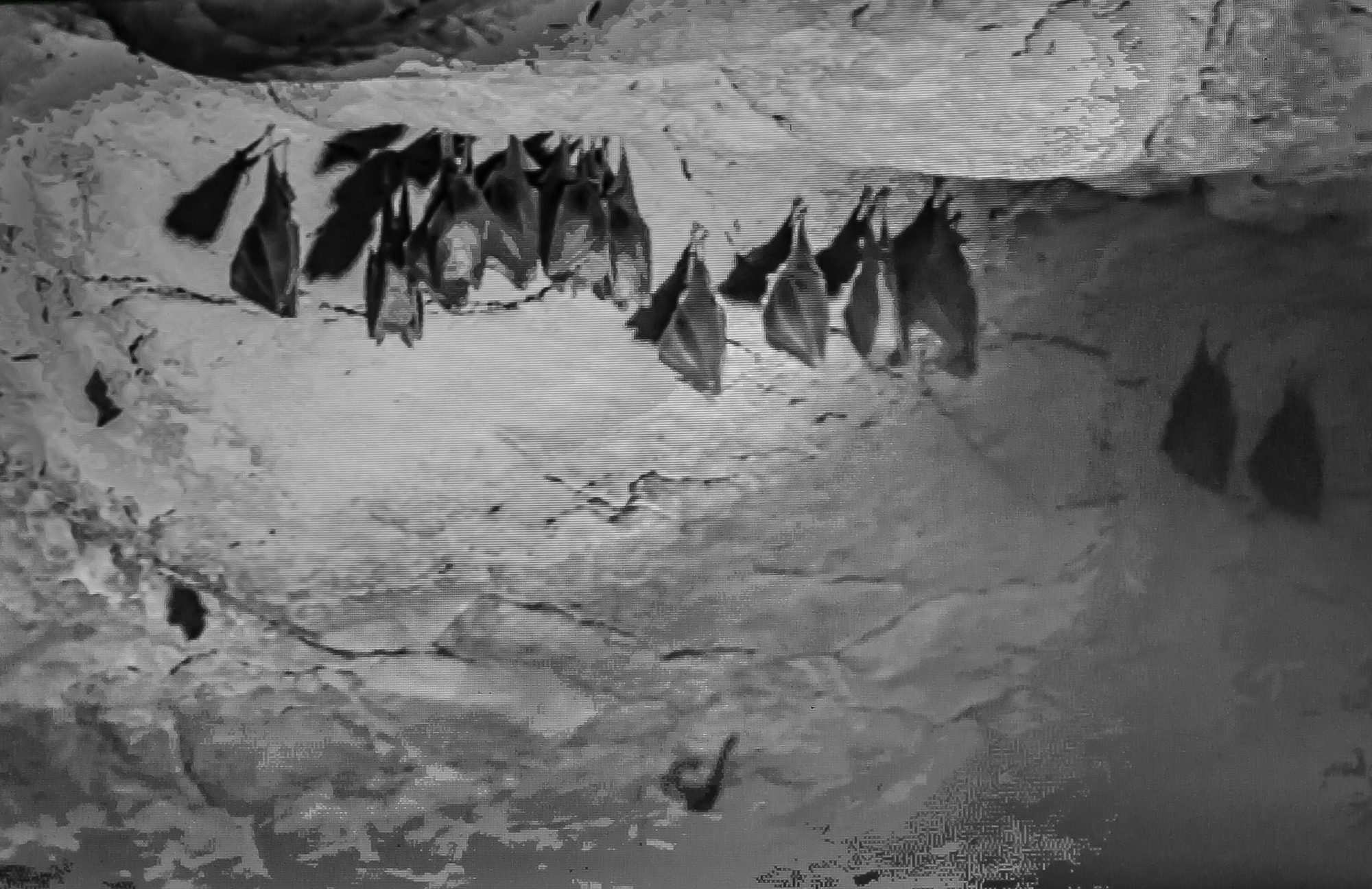 10 Chauves-souris en hibernation 1bis 290819.jpg