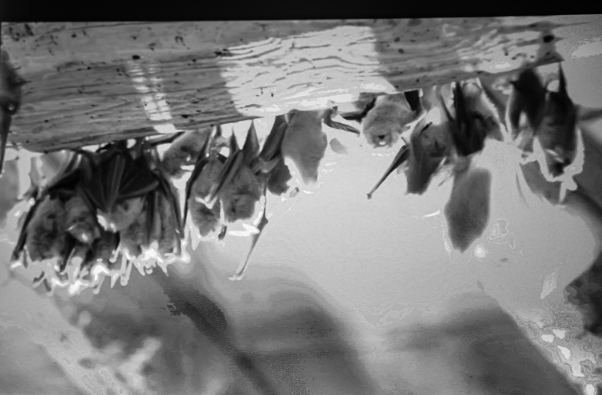 6 Grappe de  chauves-souris 1bis 290819.jpg
