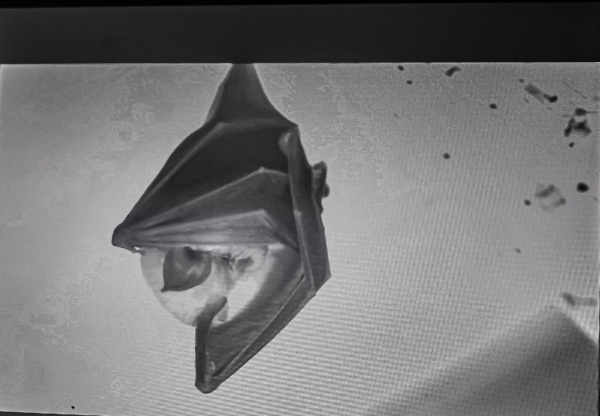 11 Une chauve-souris met bas 1bis 290819.jpg