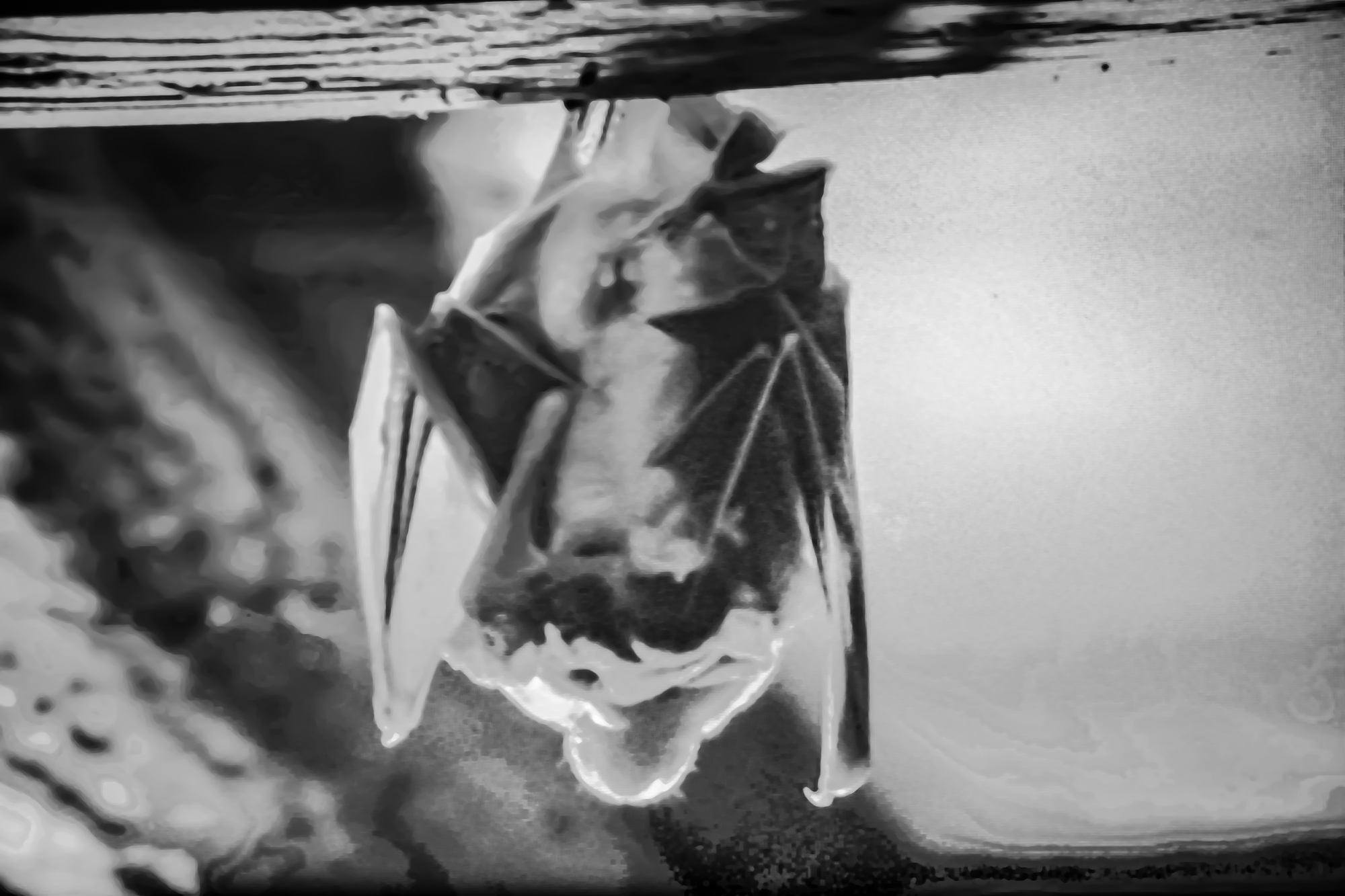 7 Chauve-souris 1bis 290819.jpg