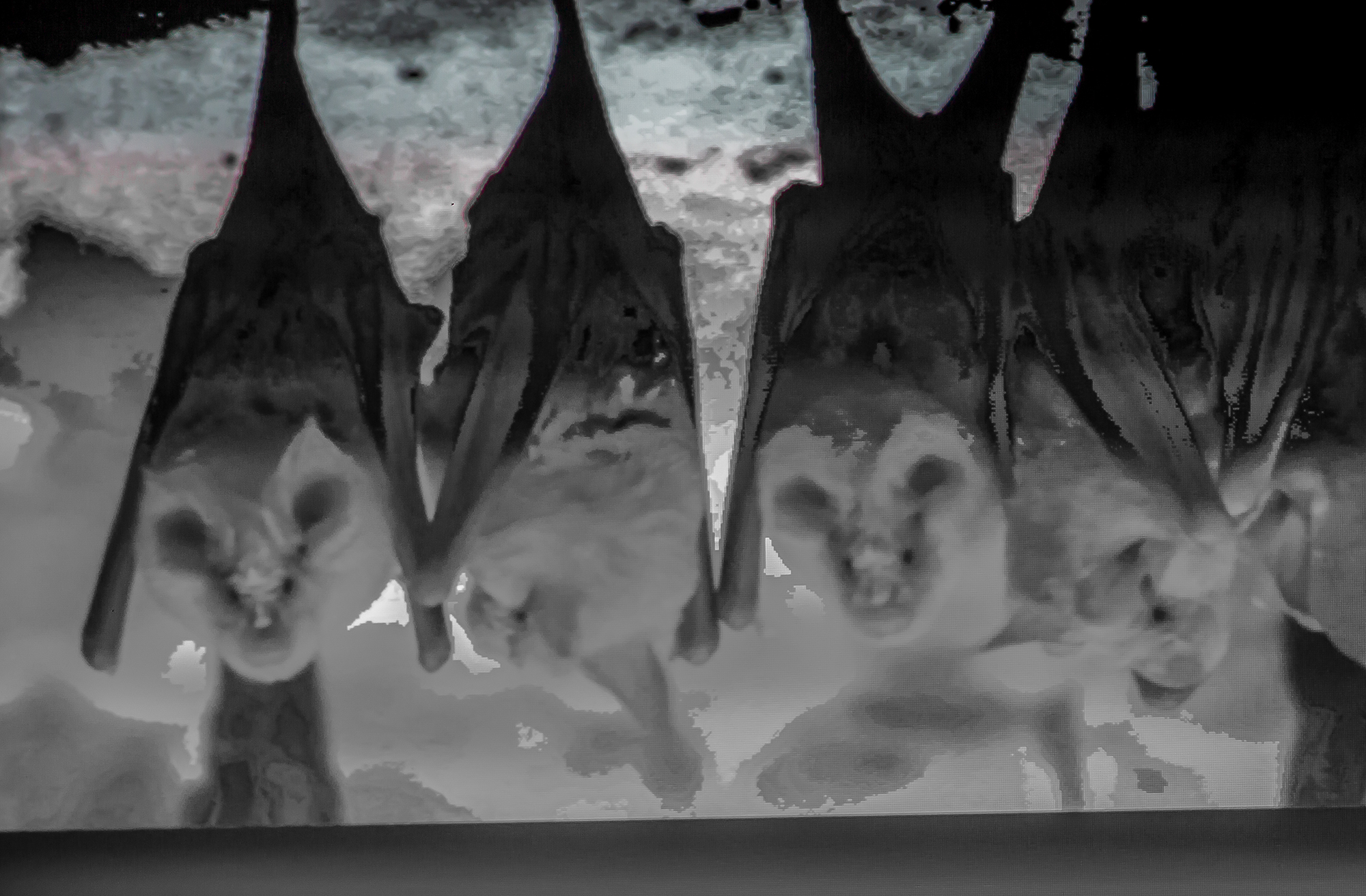 5 Grappe de  chauves-souris 1bis 290819.jpg