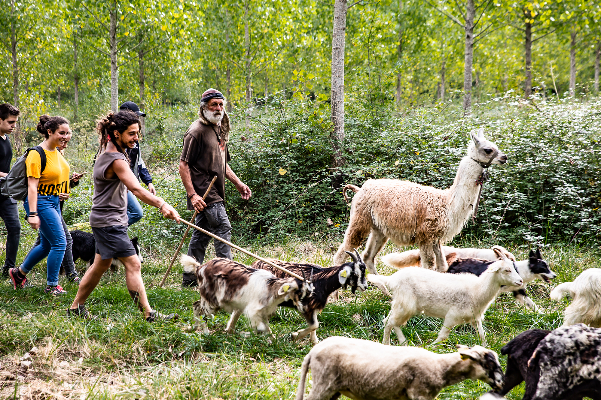 1 Arrivée bergers et lama 1bis 210918.jpg