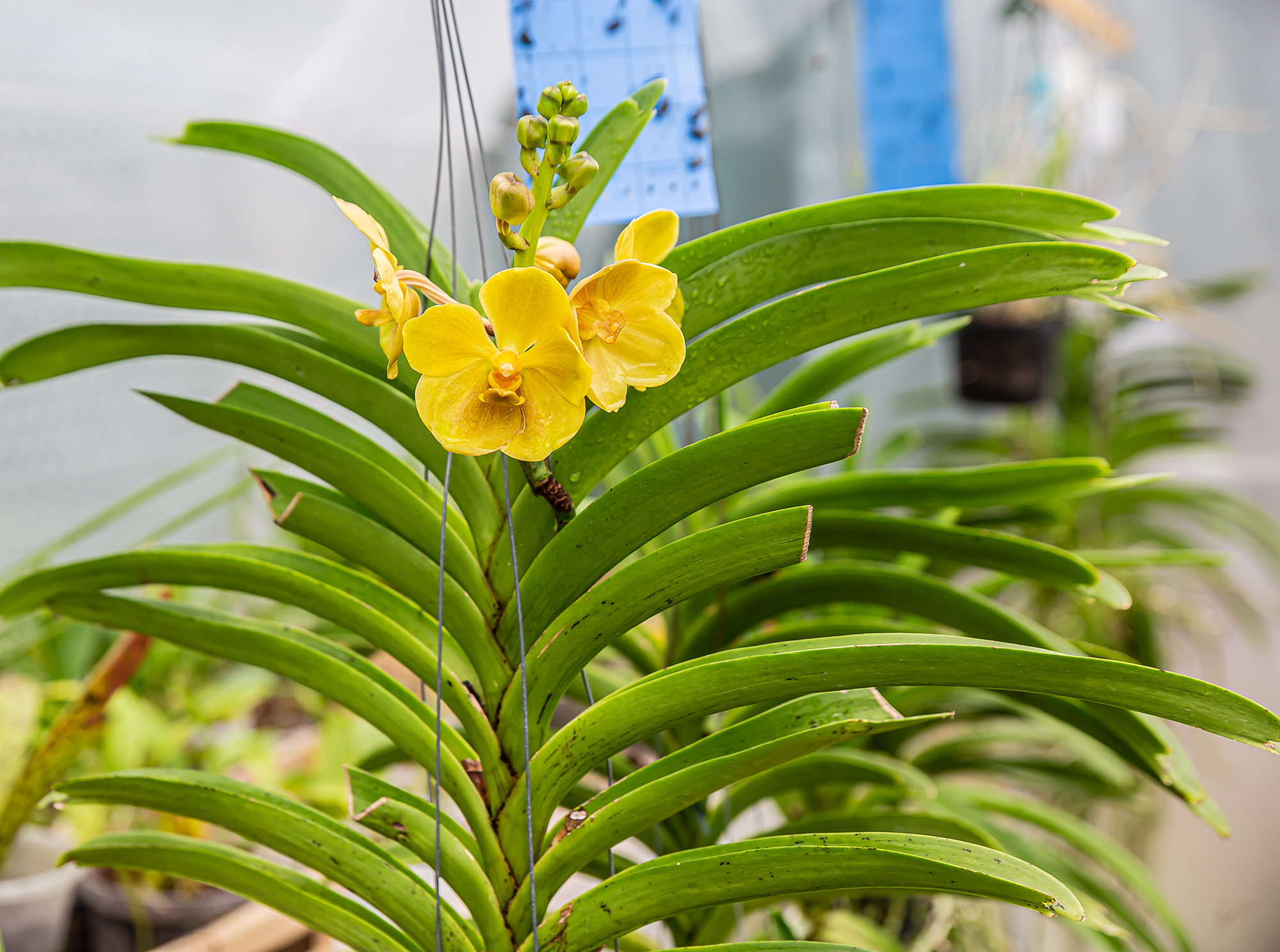 3 Autre vanda en fleur 250919.jpg