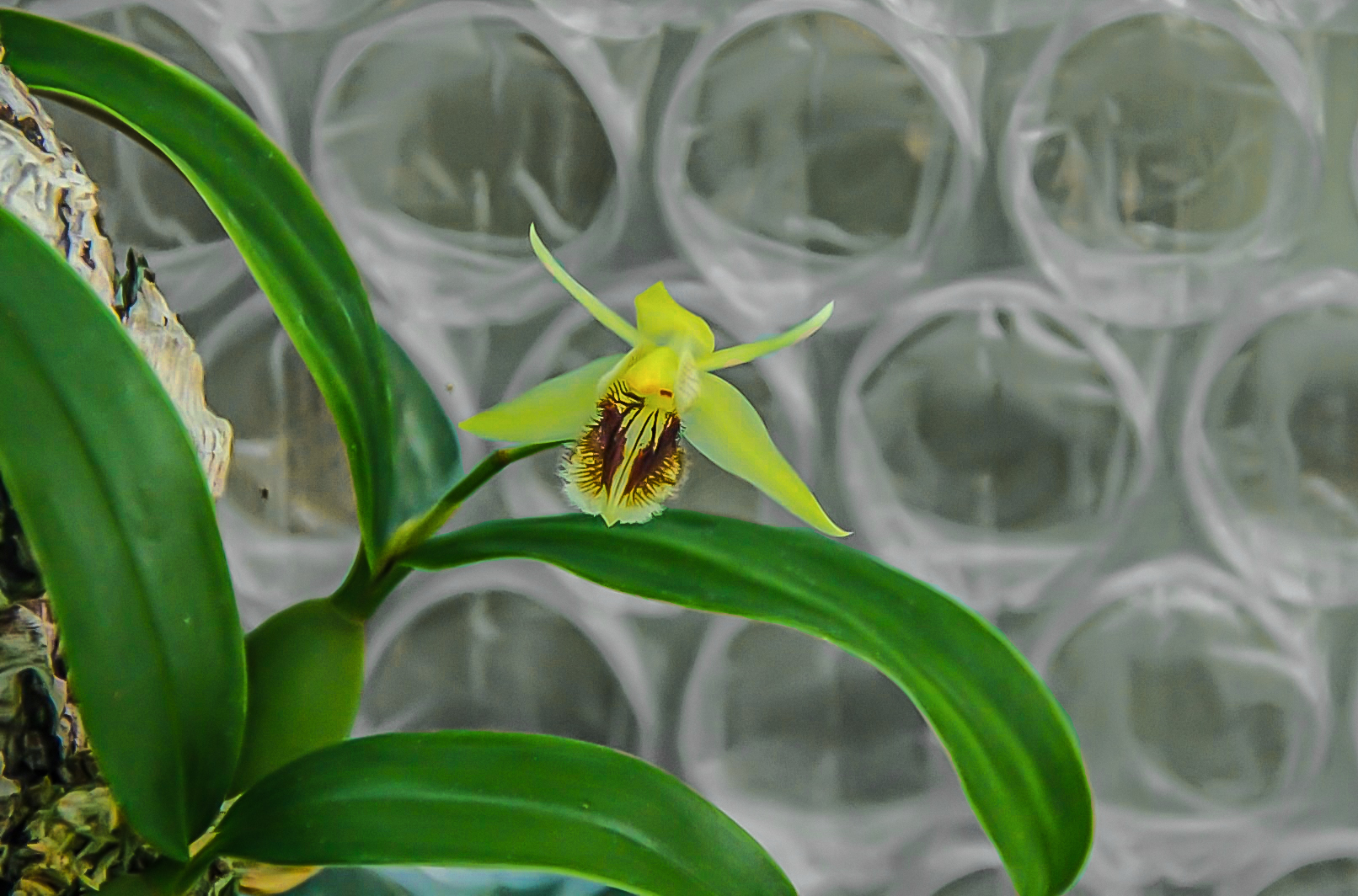 DR Facebook Alain Dumont Coelogyne fimbriata.jpg