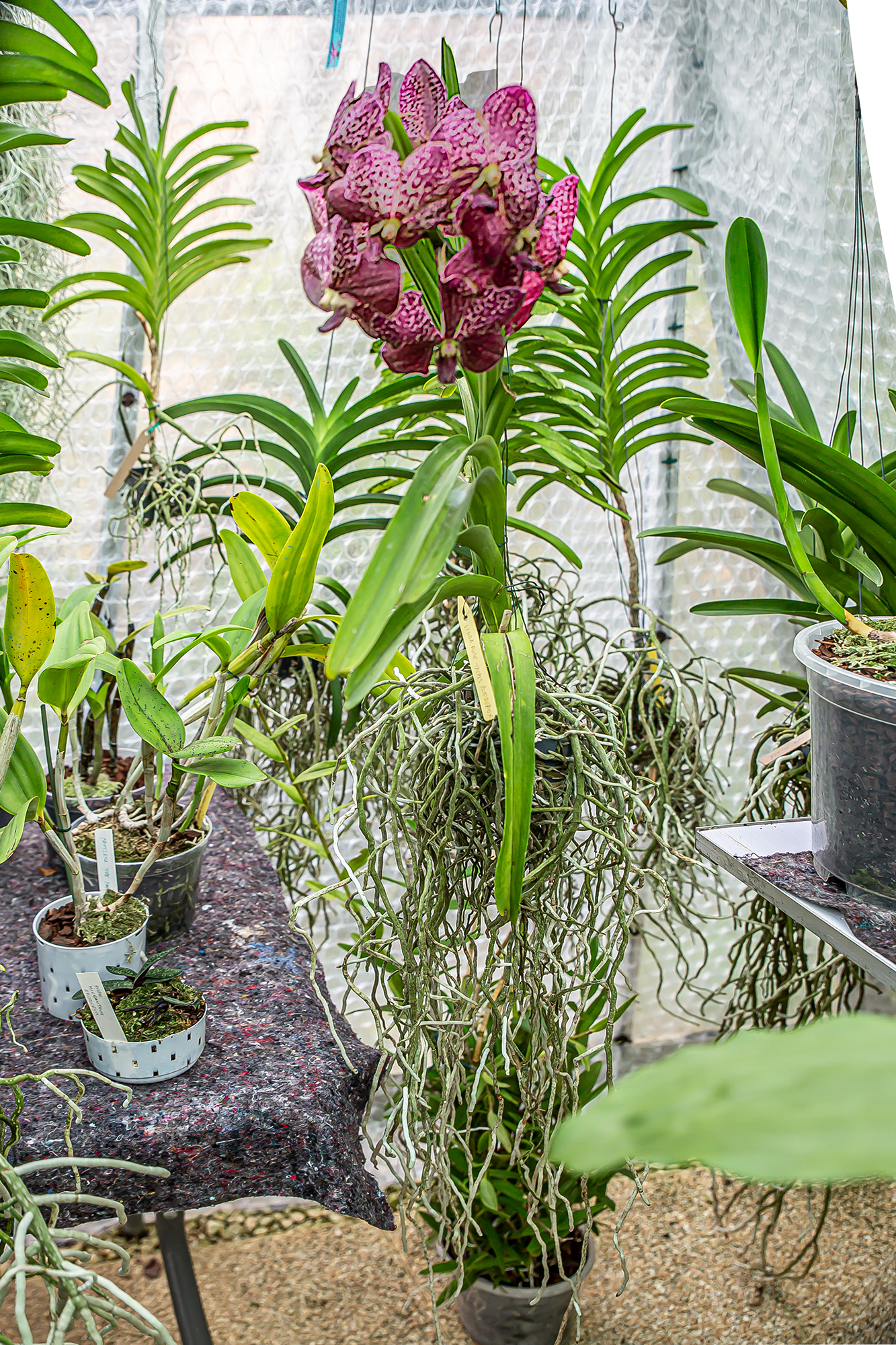 12 Orchidée 1bis 250919.jpg