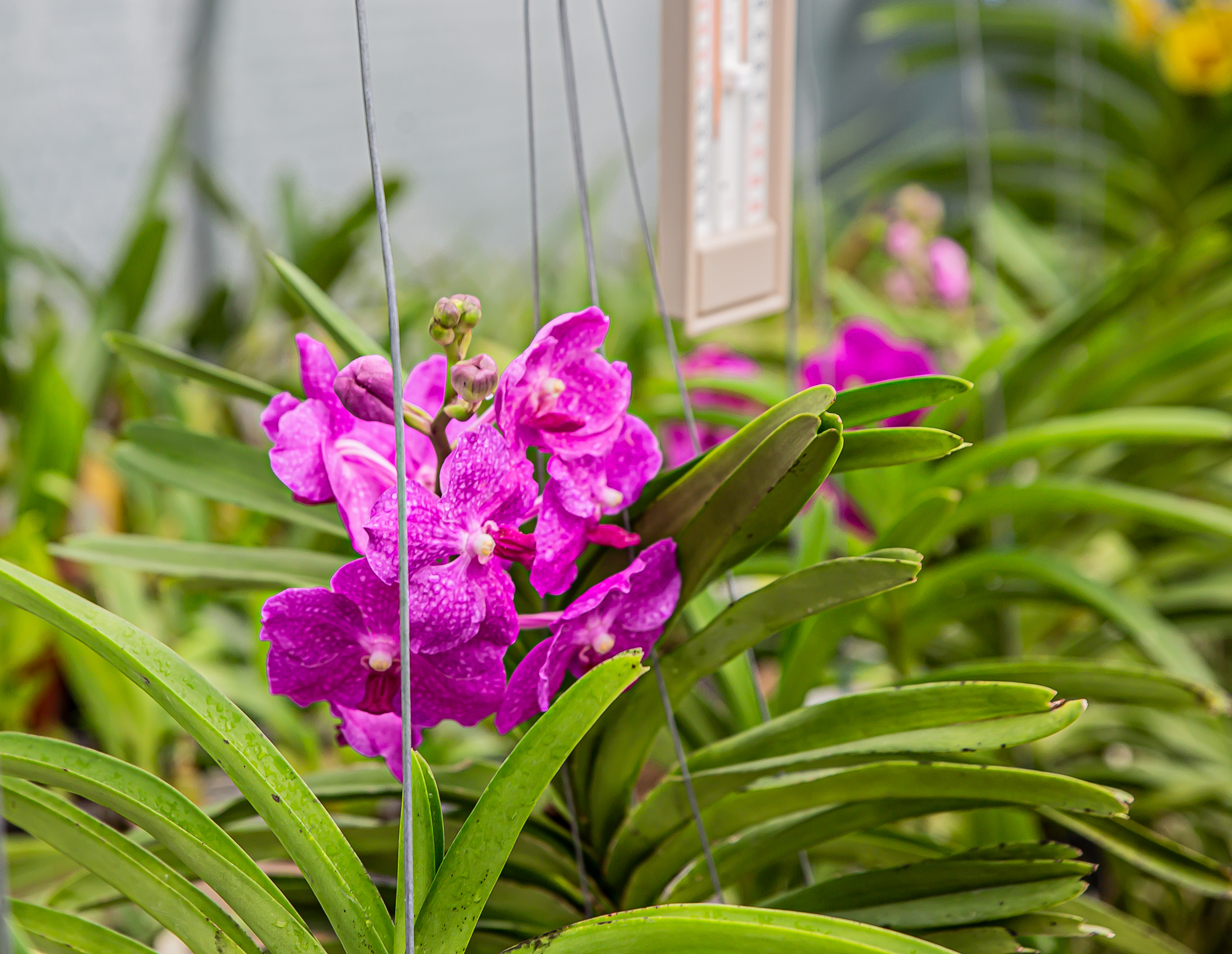 2 Une vanda en fleur 250919.jpg