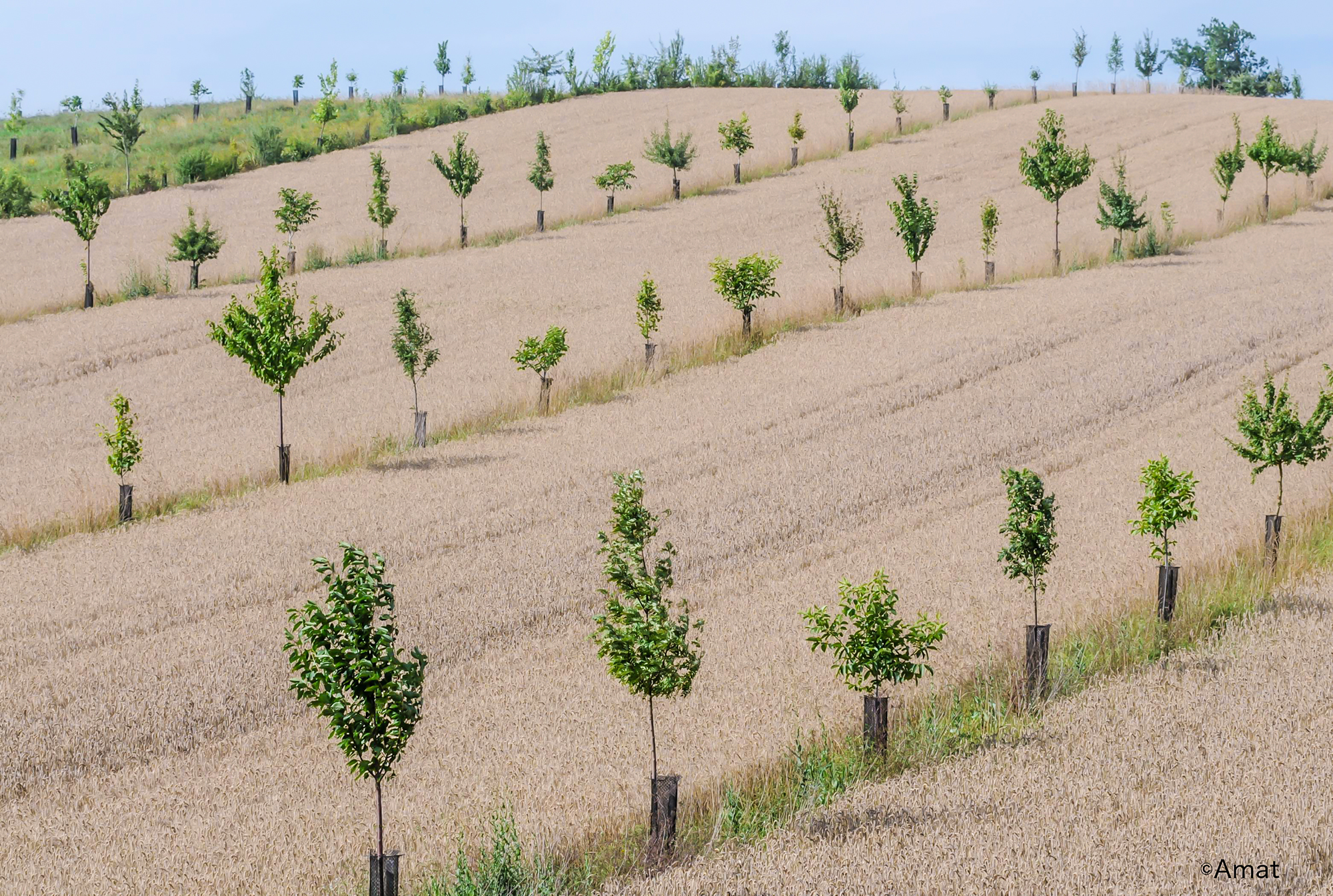 DR 5 Arbre et paysage.jpg