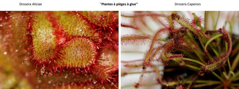 Piège à glue.JPG