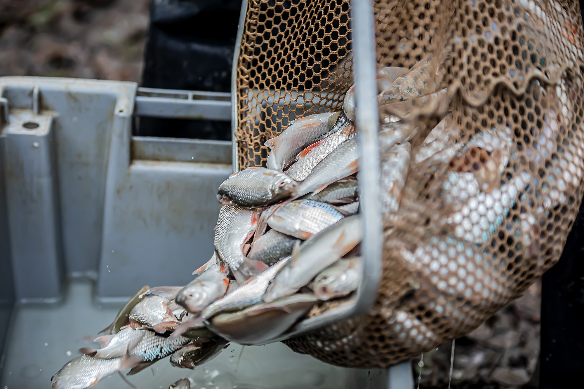 17 Arrivée de poissons dans une caisse 1bis 291119.jpg