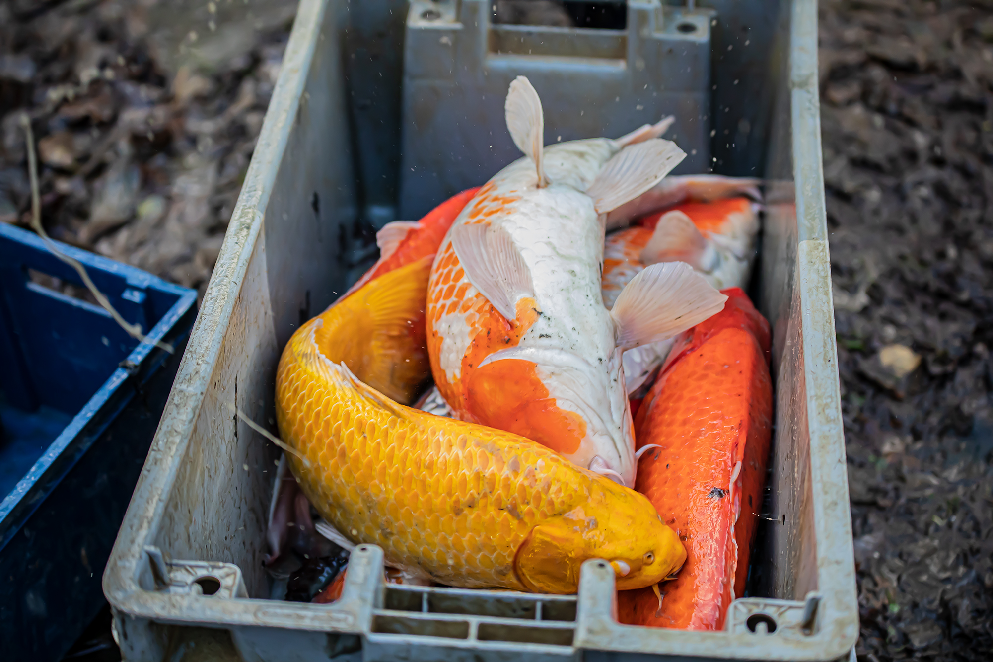 23 Carpes Koï 1bis 291119.jpg