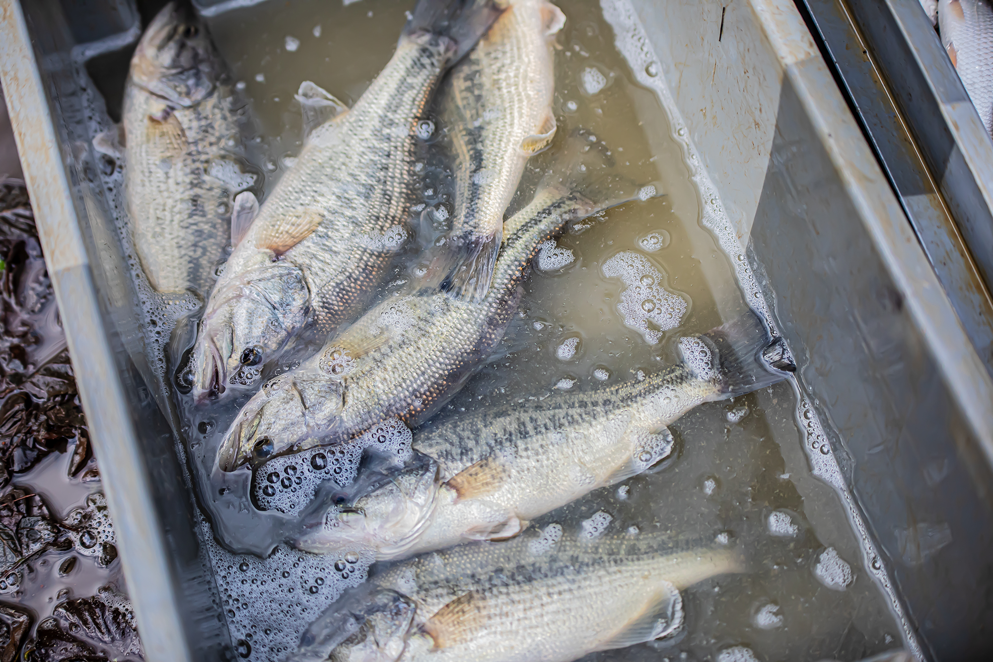 20 Des blackbass 1bis 291119.jpg