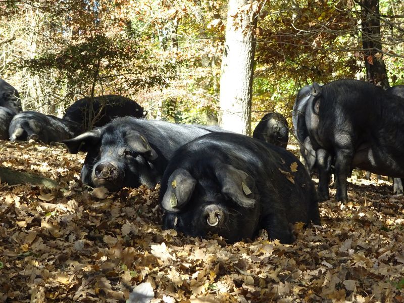 cochon-noir-03.jpg