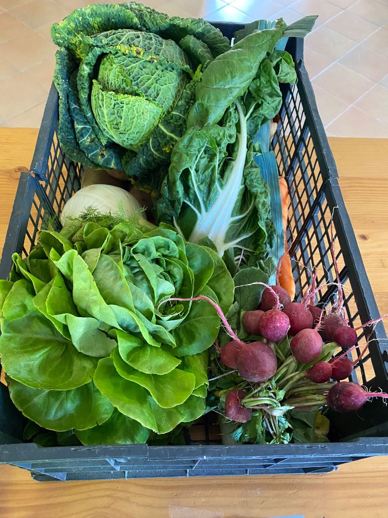 Panier légumes.jpg