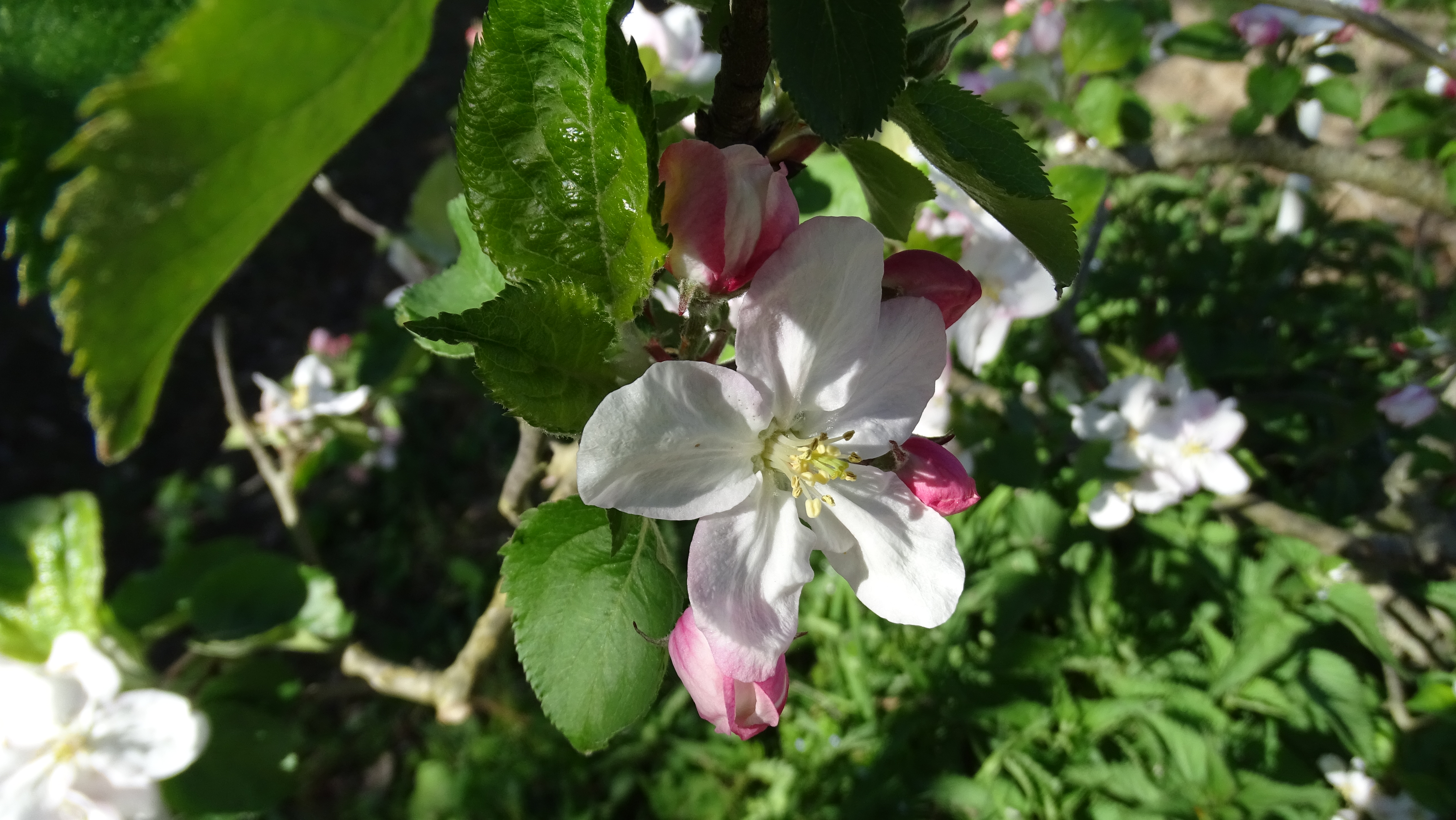fleur 2.JPG