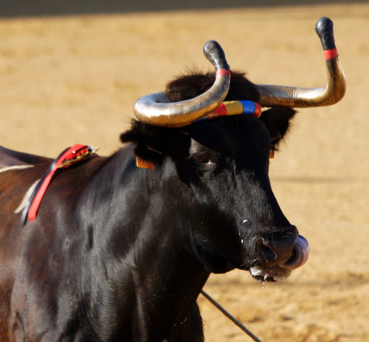 Vache-Ibaneza-n-2---Copyright-Celine-LAFFARGUE-1200x1111.jpg