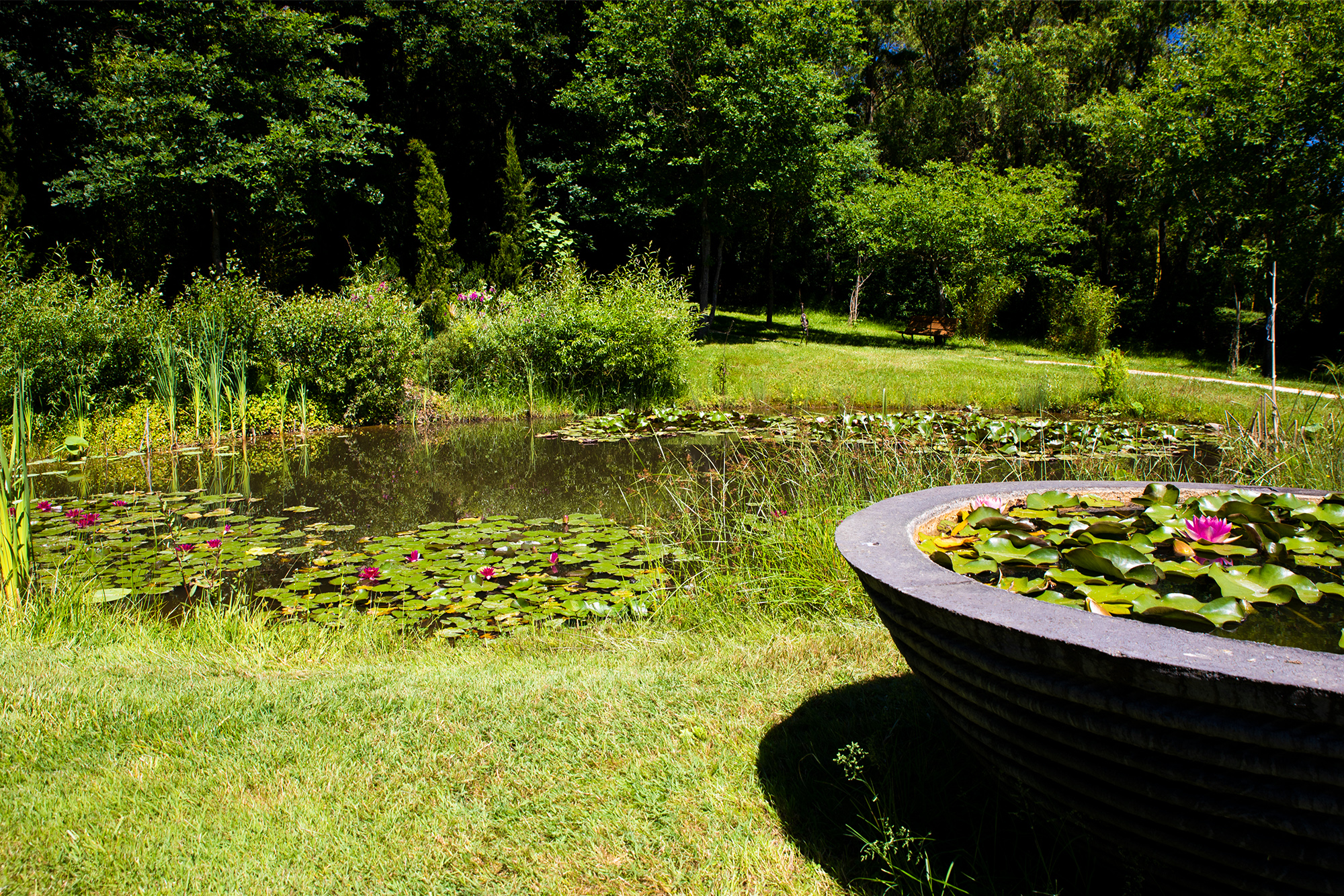 1 Une des 3 pièces d'eau avec nénuphars lotus nymphéas 1bis 200520.jpg