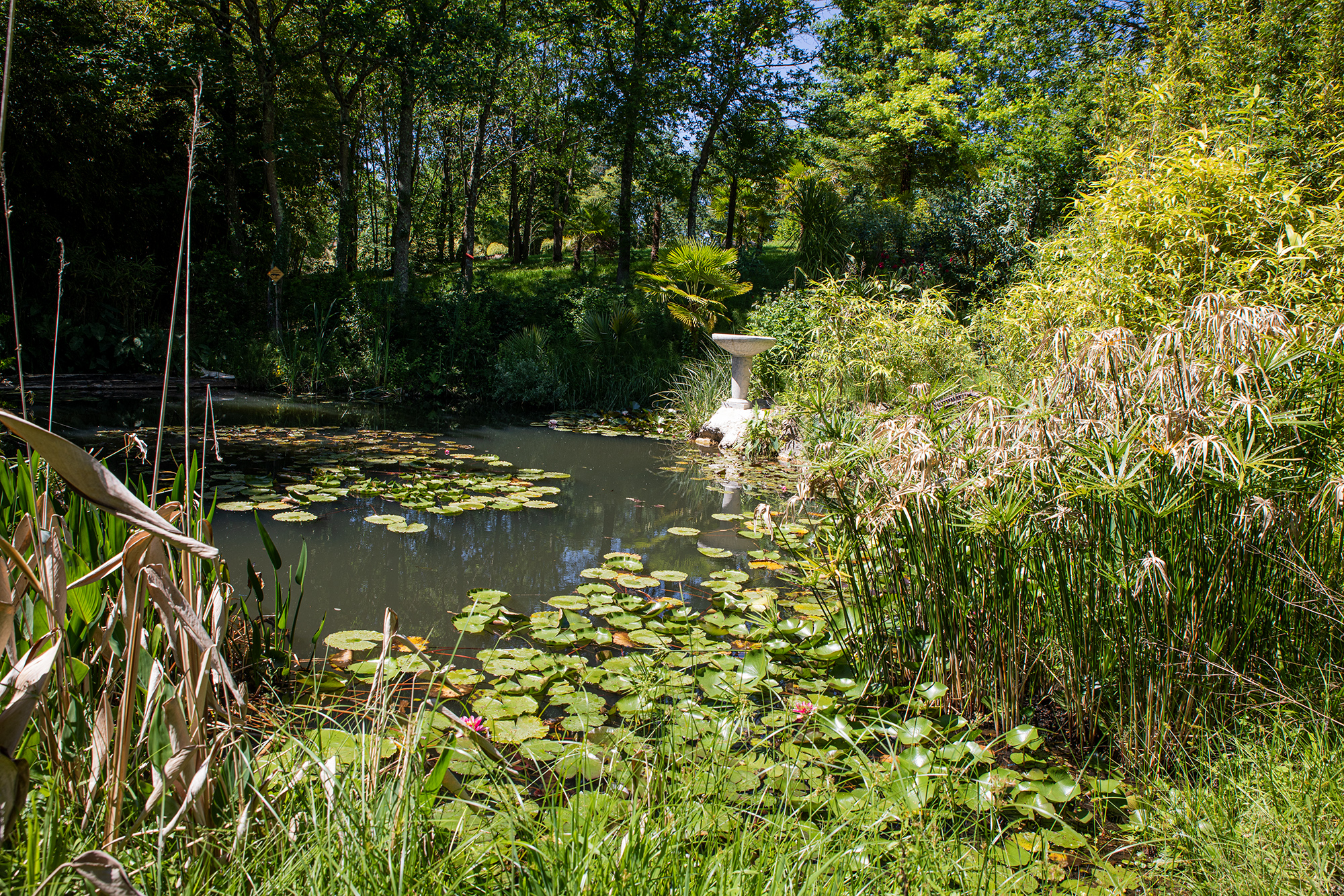 15 Pièce d'eau aux cistudes 1bis 200520.jpg