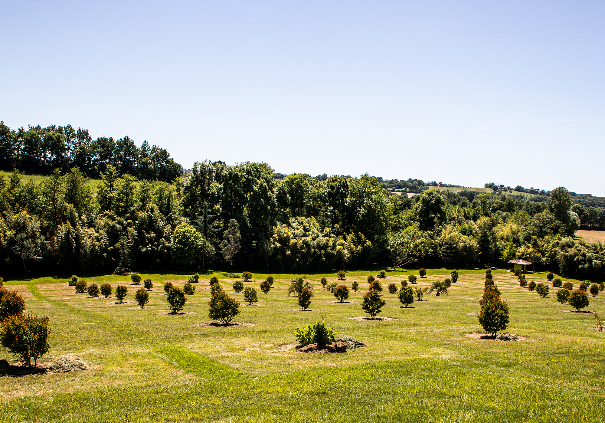 13 La mosaïque de lagerstroemias sans fleurs 1bis 200520.jpg