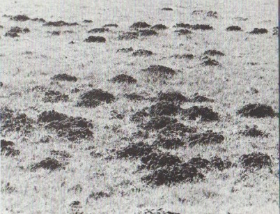 taupinières.jpg