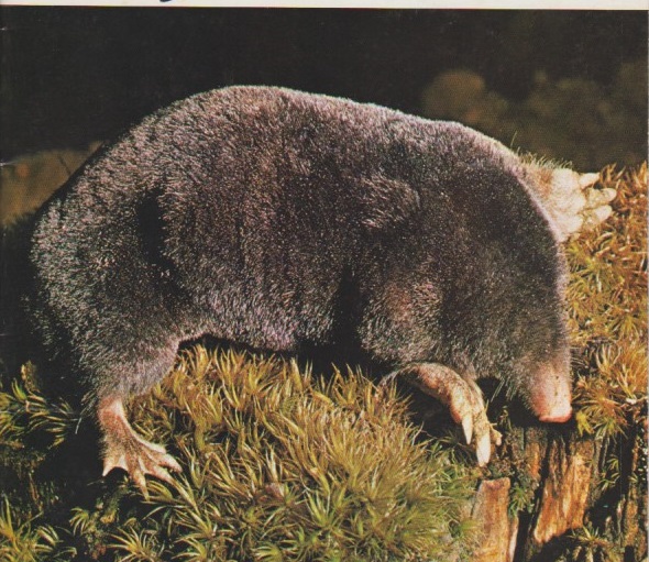 taupe.jpg