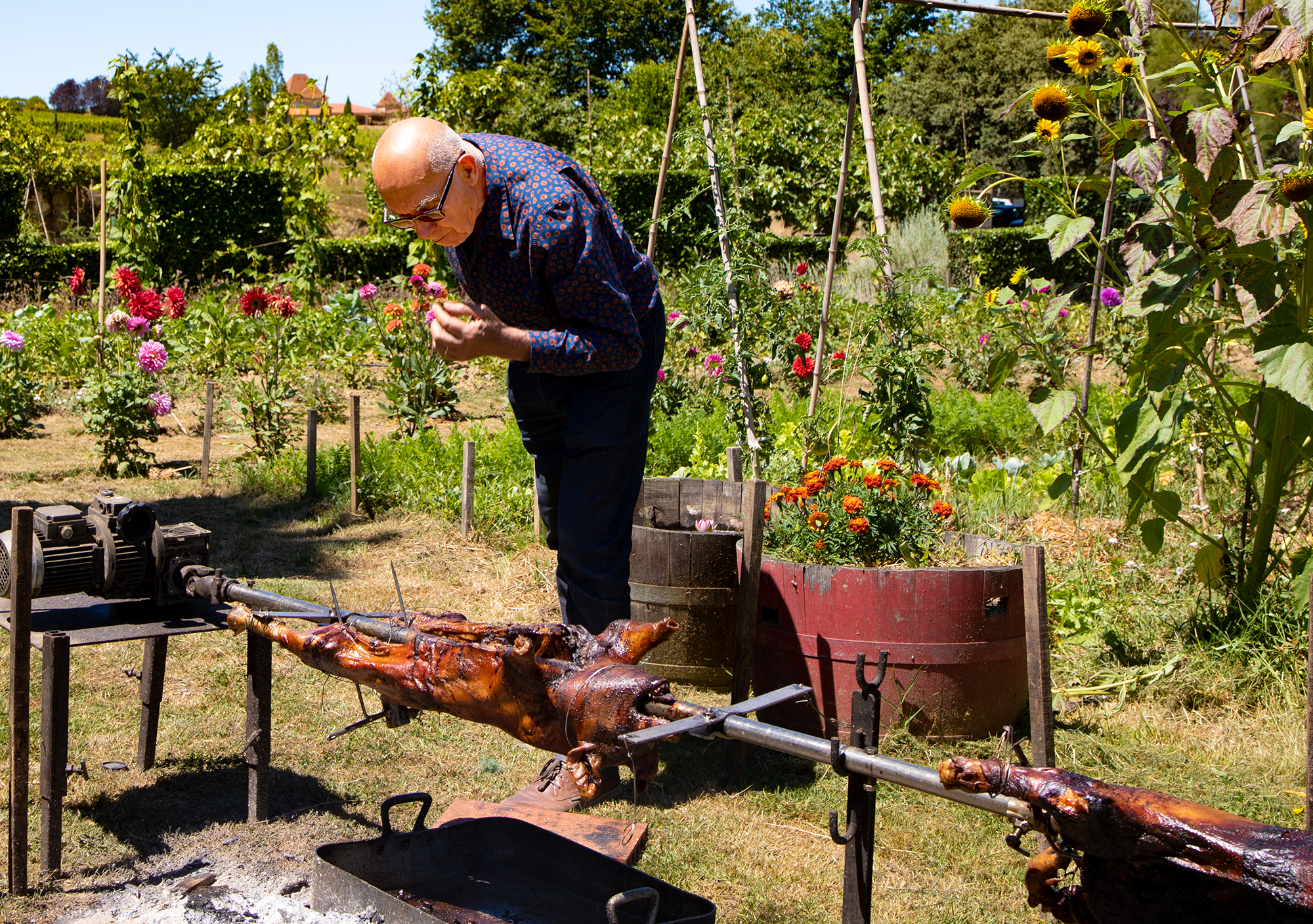 10 Alain Brumont dans potager vant les porcelets noirs en broche 1bis 180720.jpg