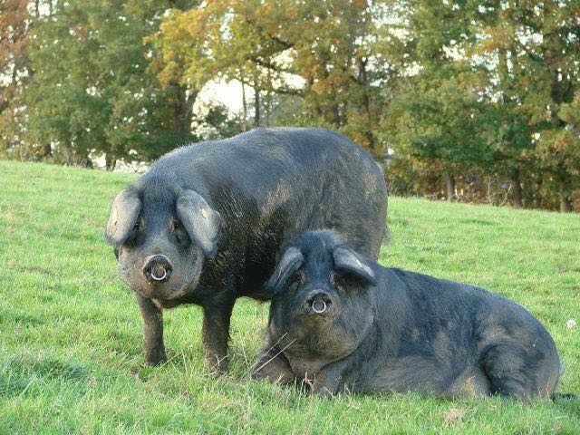 porcs noirs.jpg