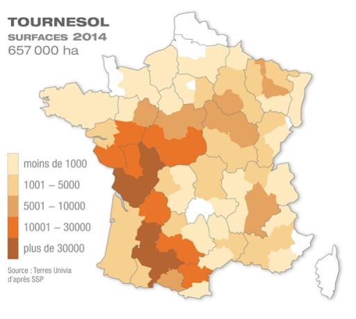 tournseol.png