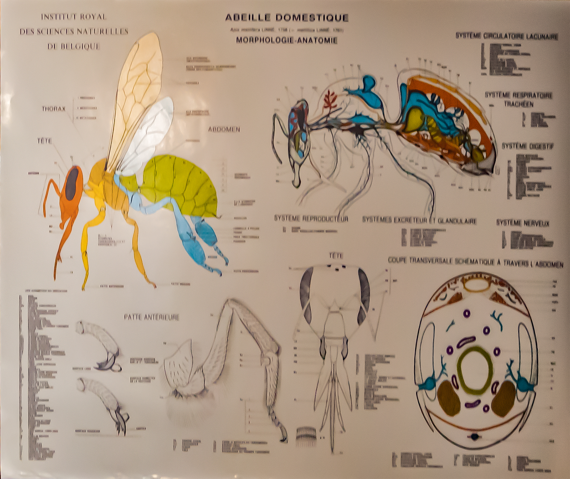 7 Anatomie de l'abeille 1bis 190920.jpg