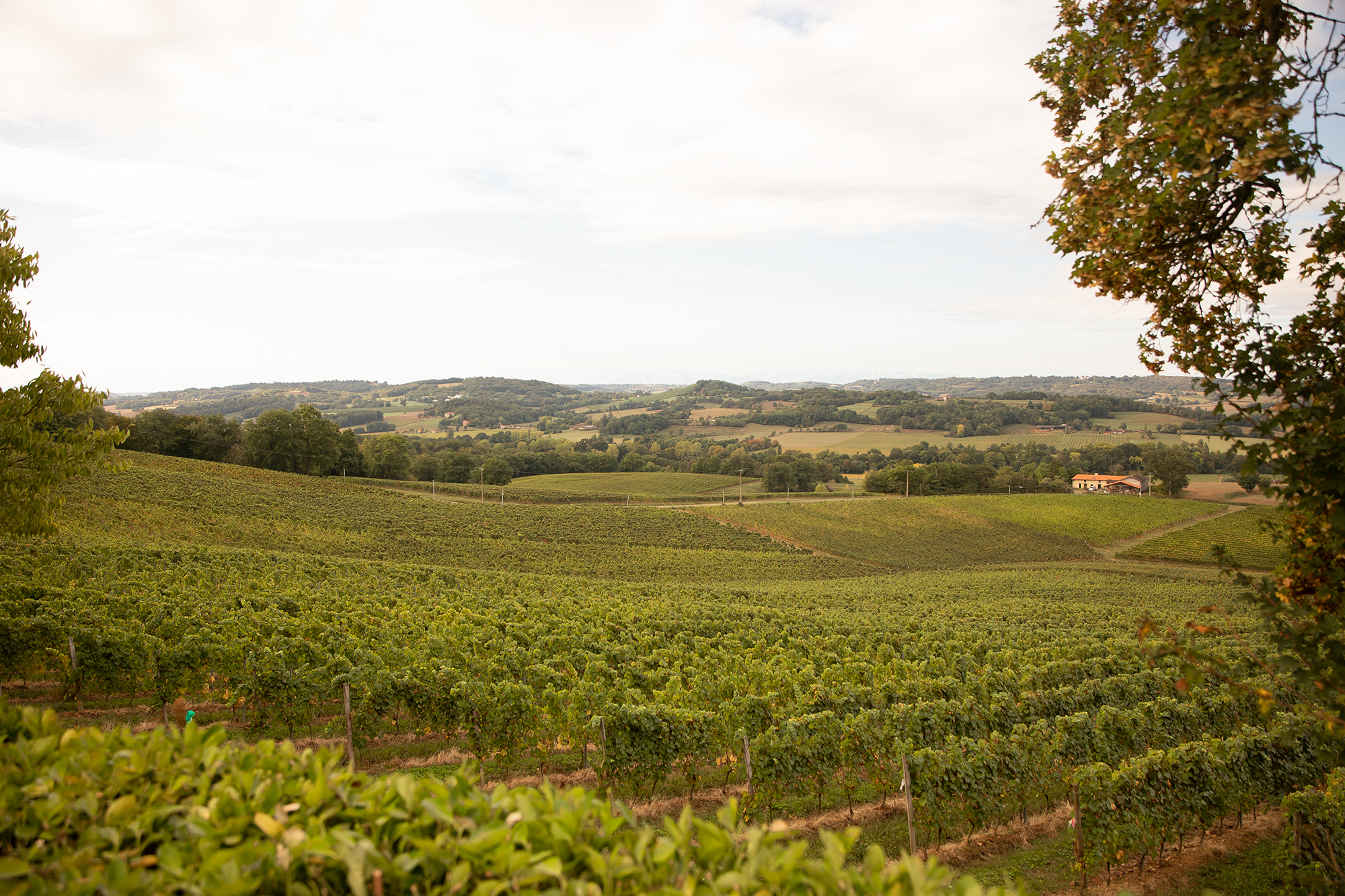3 Vignoble Les Bois Mathieu 1bis 200920.jpg