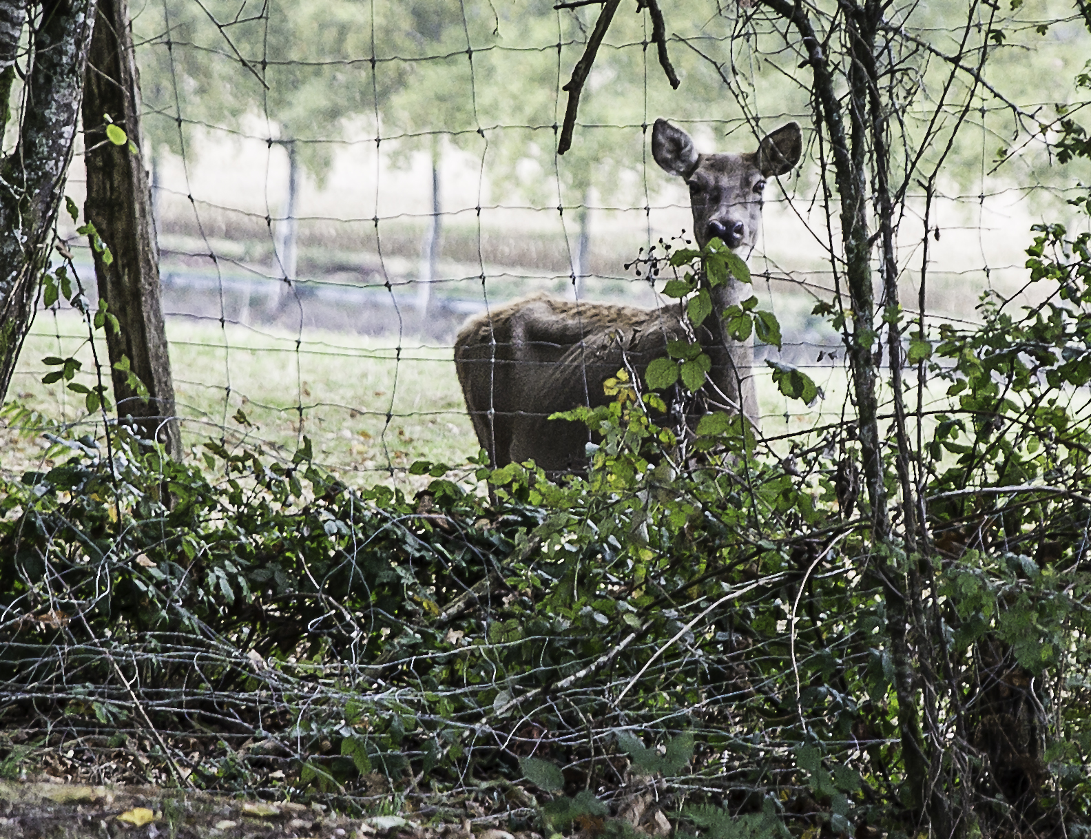 5bis biche 1bis 211015.jpg