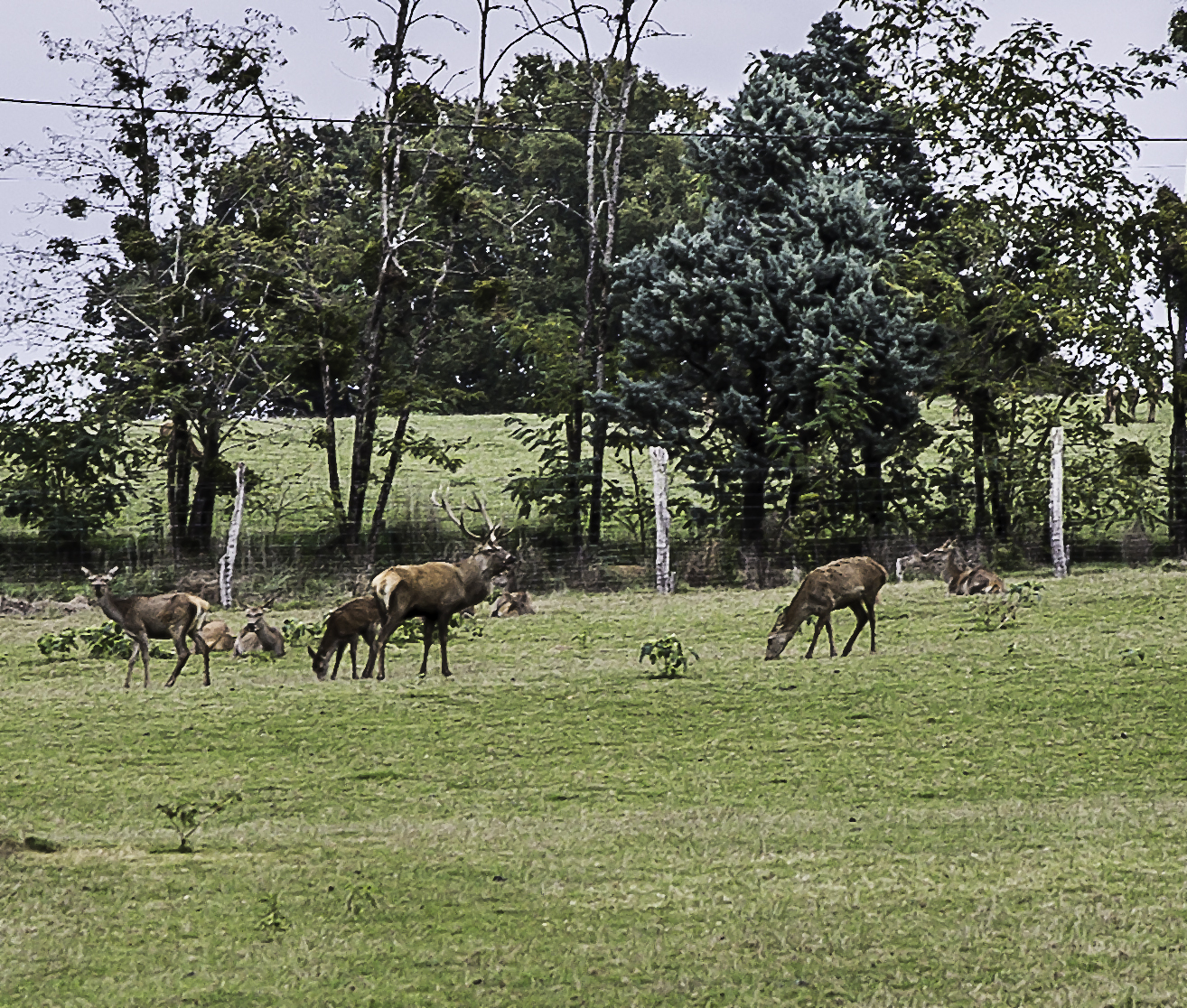 4 cerf et biches 1bis 211015.jpg