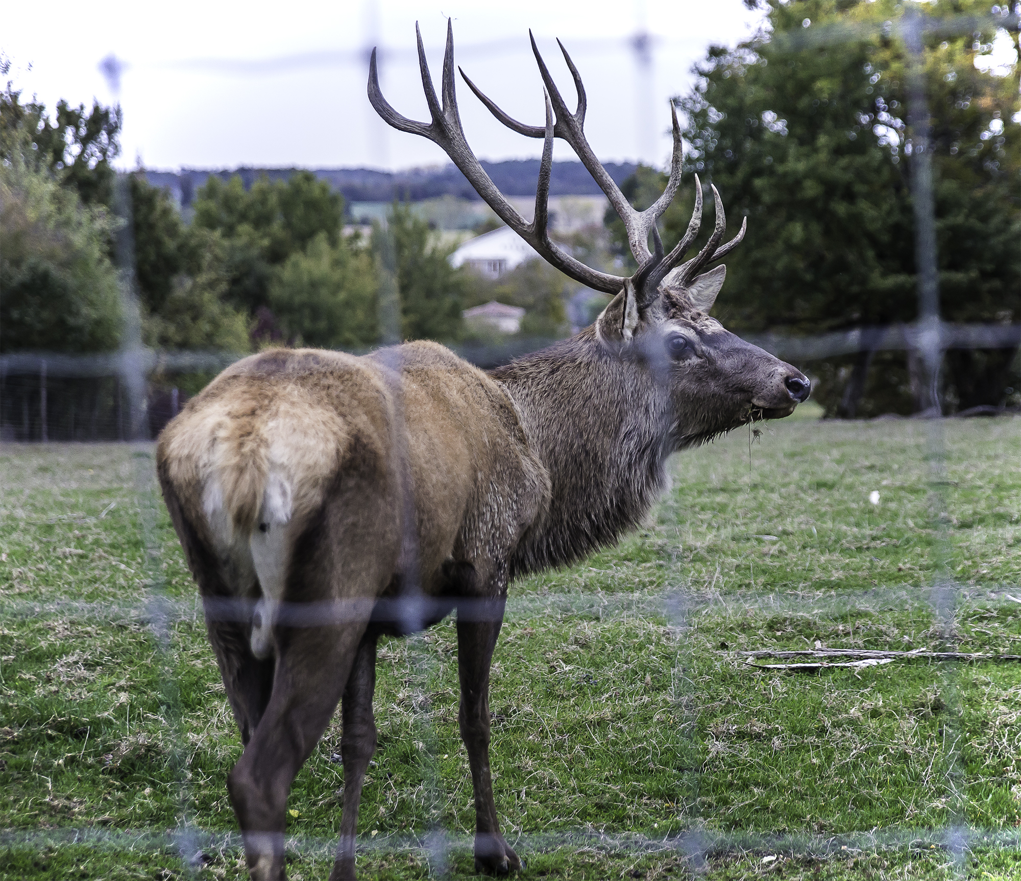 22 cerf 1bis 211015.jpg
