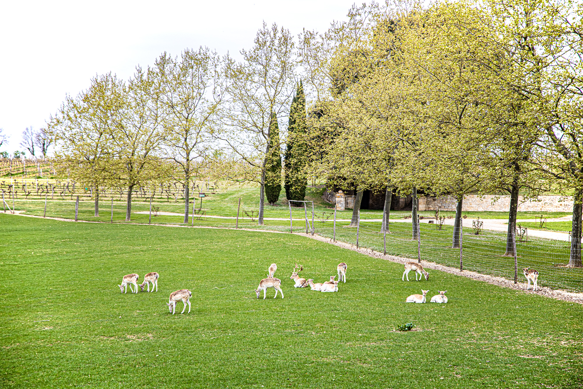 7 Parc du château de Cassaigne 1bis 090421.jpg