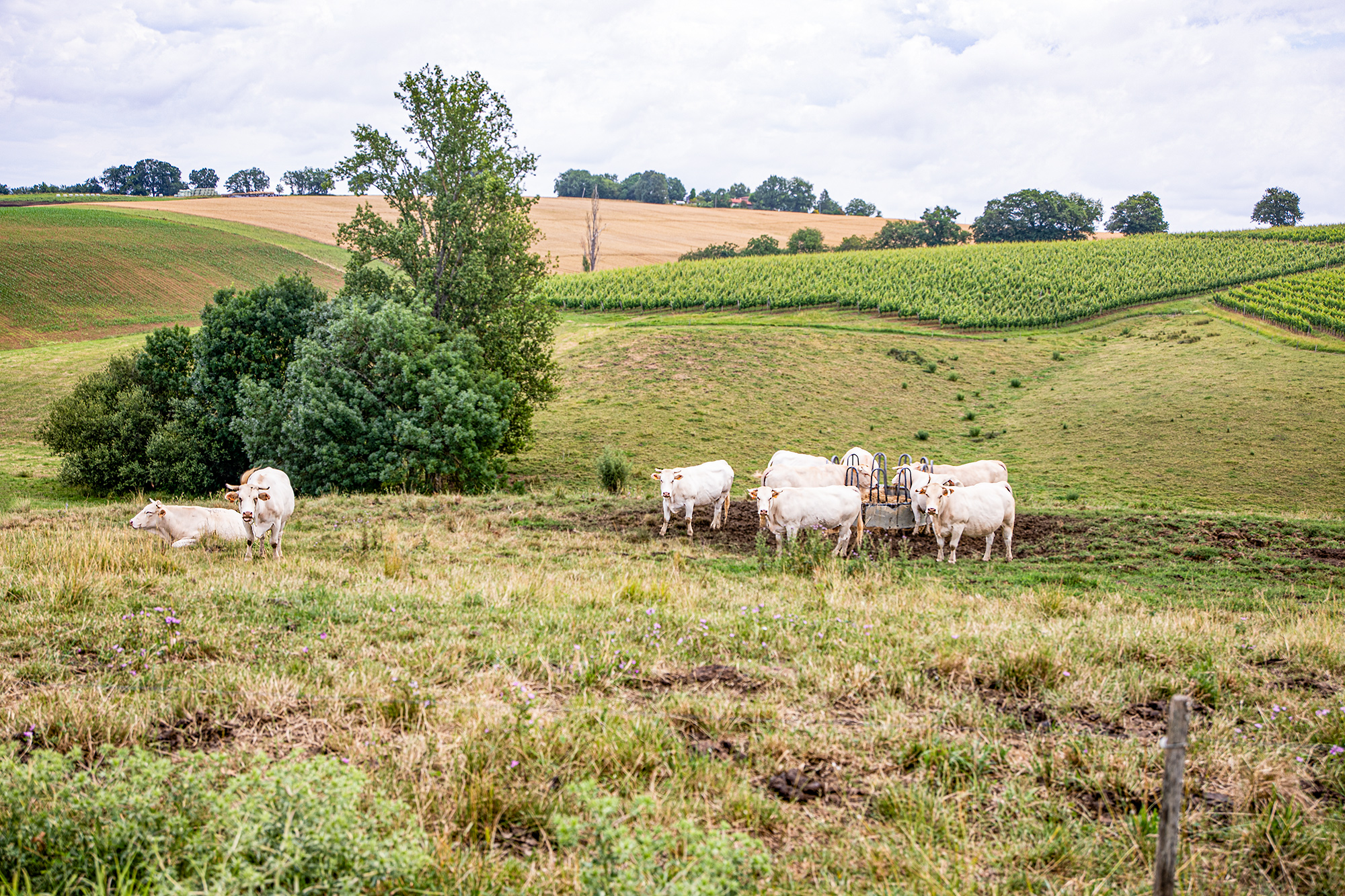 00 Prairie Castelnavet - Saint-Pierre-d'Aubézies 1bis 170621.jpg