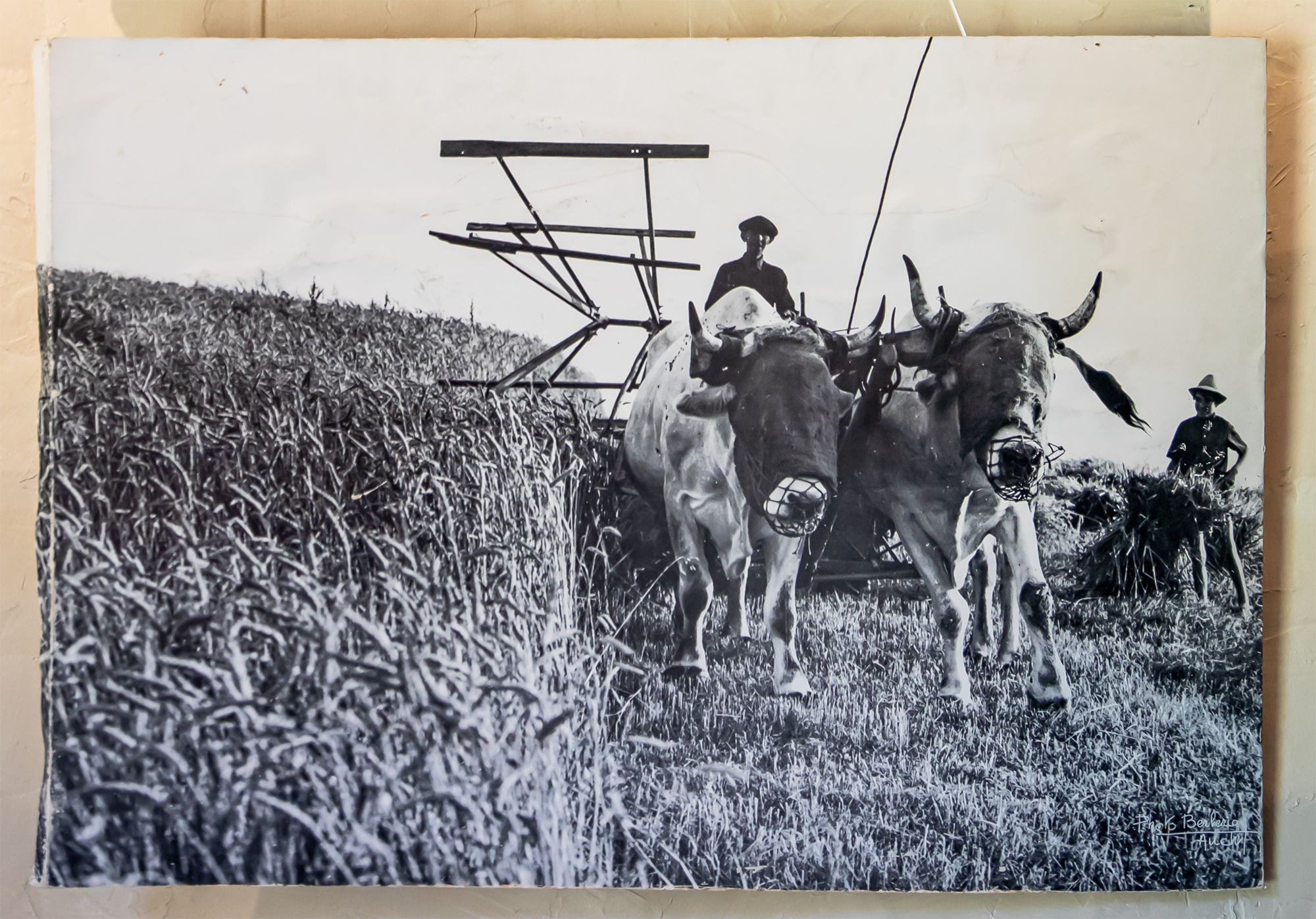 11 La moisson 1bis 170721.jpg