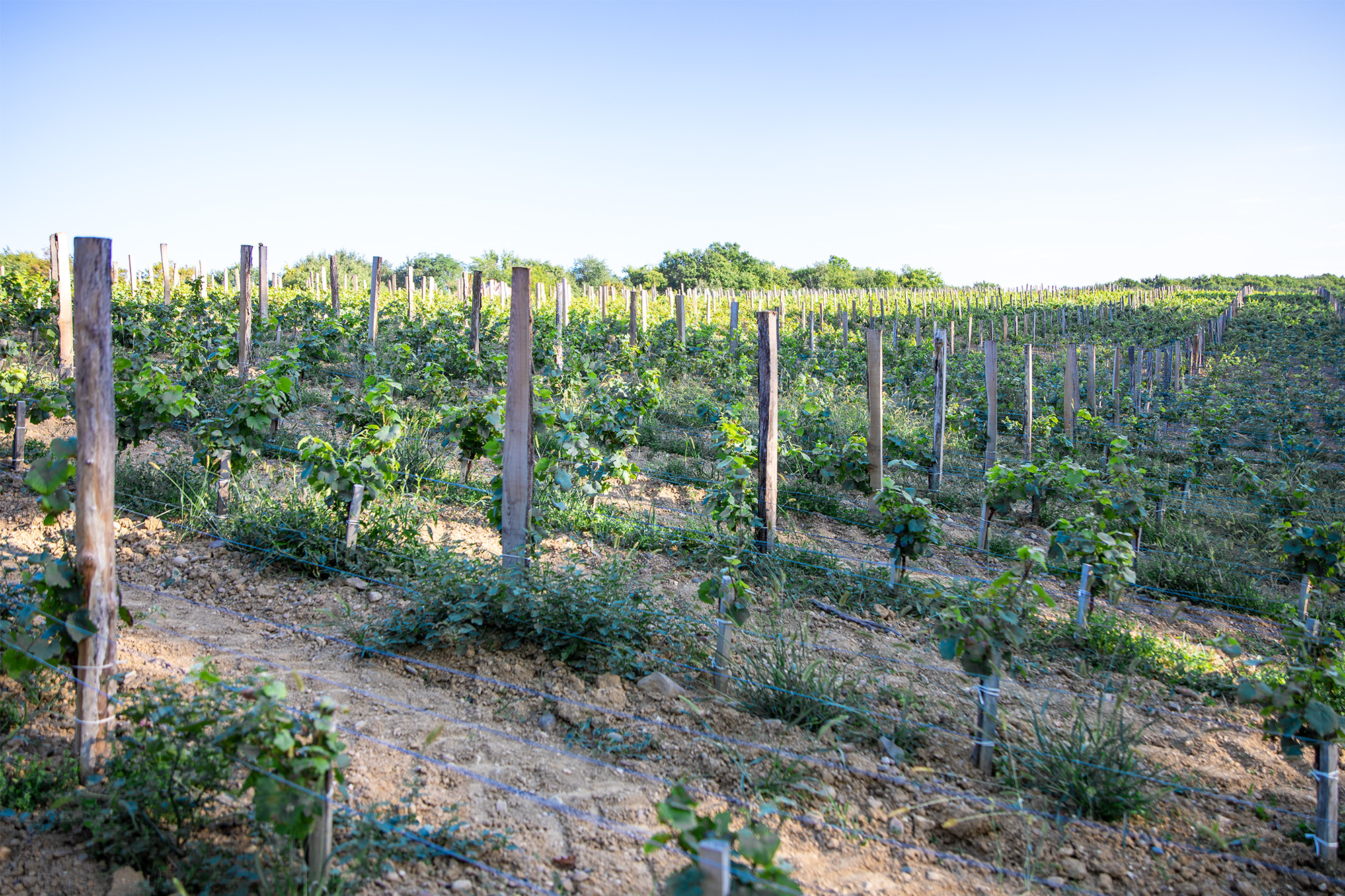 15 La vigne château ¨Prielle 1bis 200821.jpg