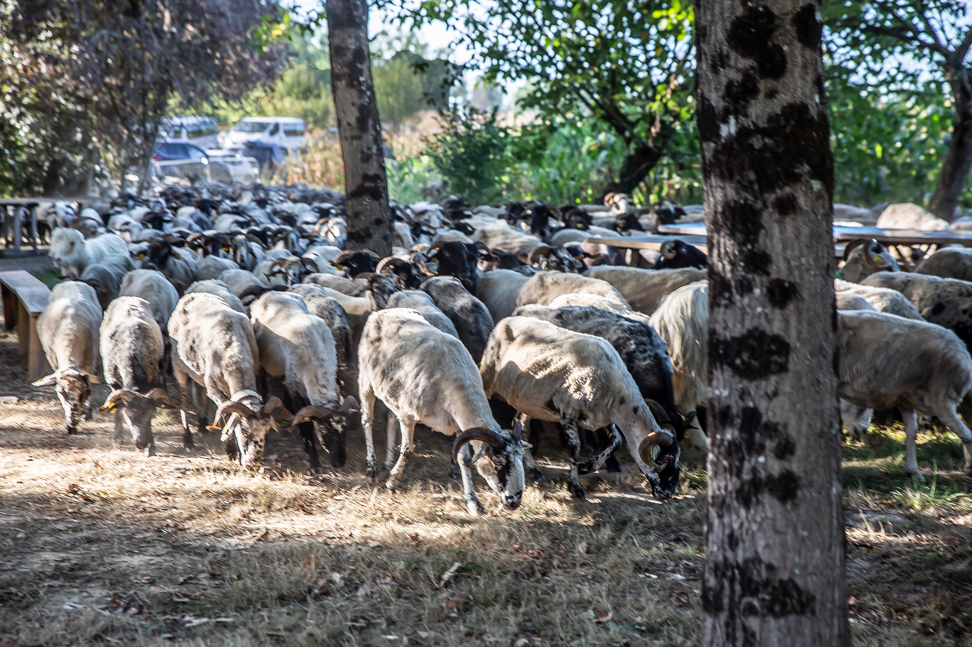 8 Arrivée du troupeau au pré 1bis 220918.jpg