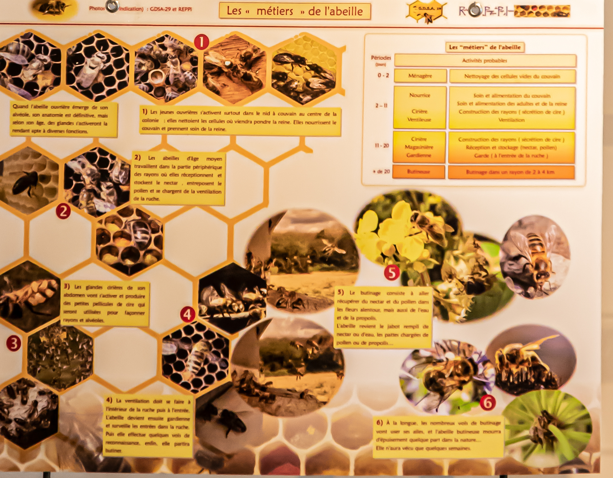 4 Panneau les métiers de l'abeille 1bis 190920.jpg