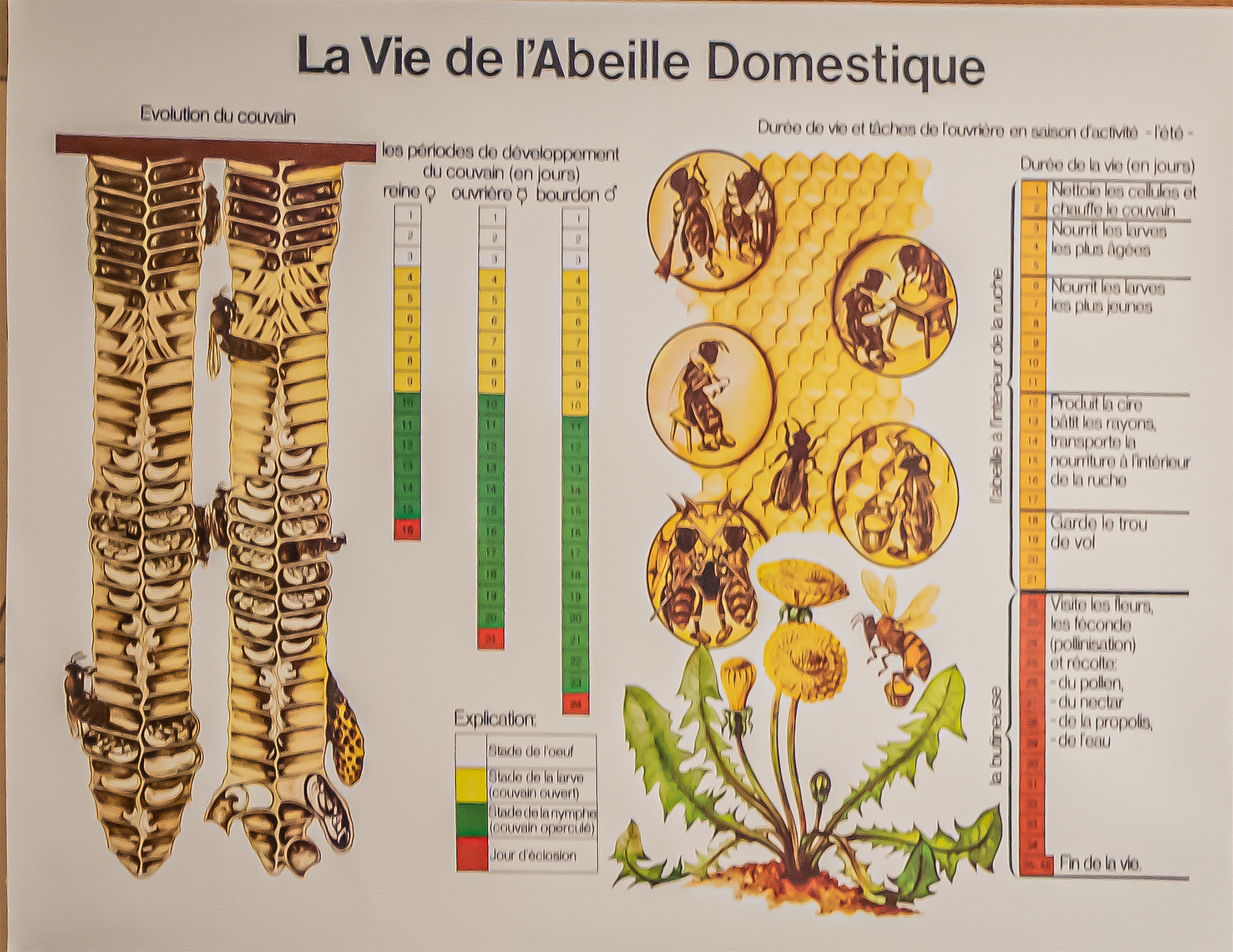 8 Panneau vie de l'abeille 1bis 190920.jpg