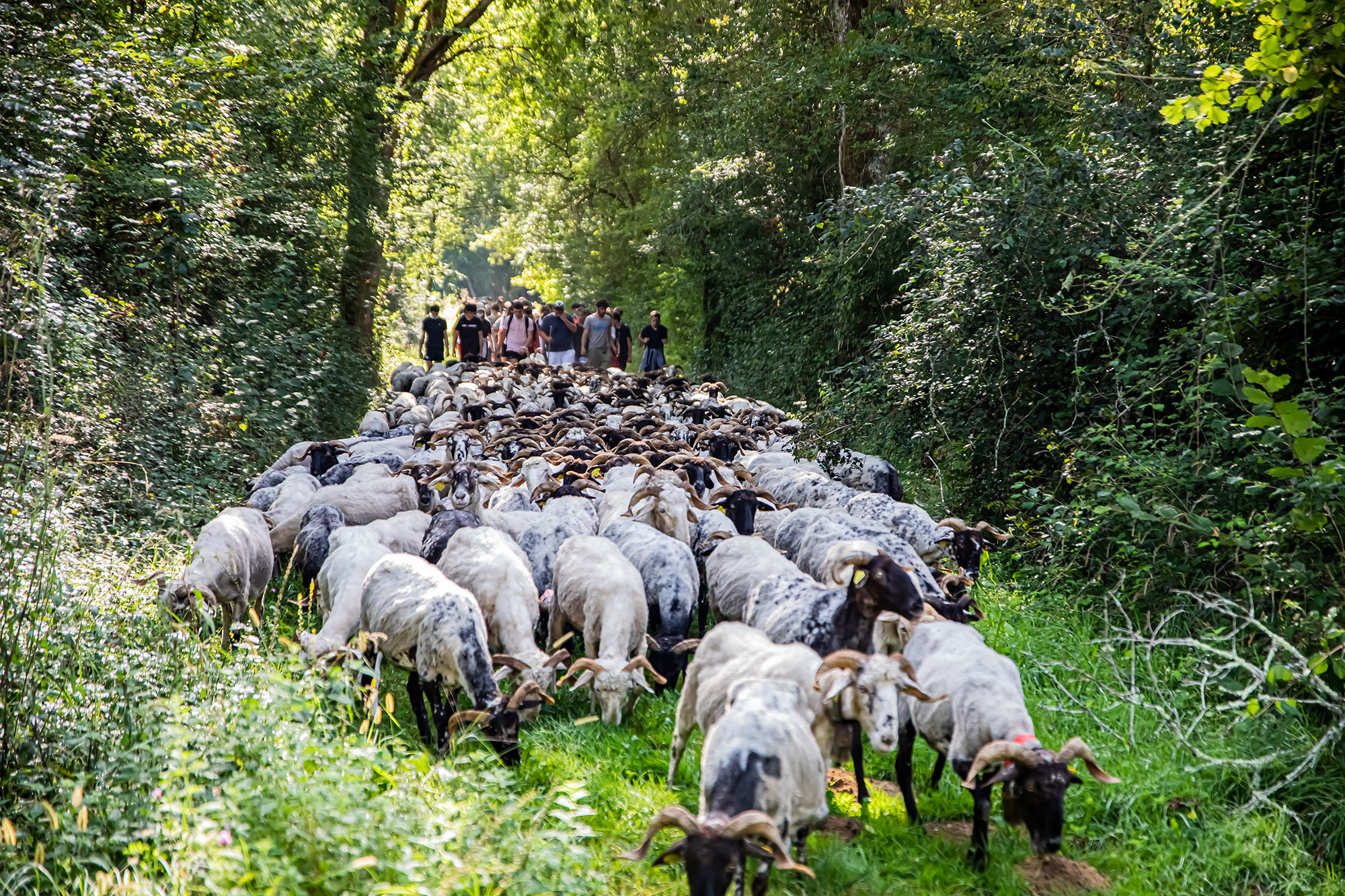2 Arrivée du troupeau avec suite 1bis 170921.jpg