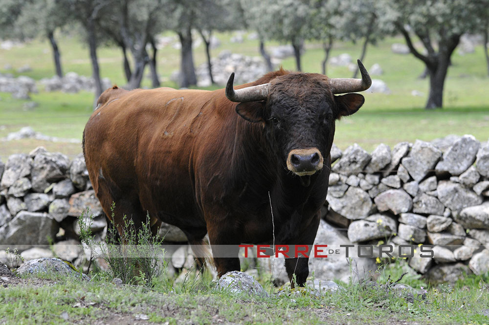 DR4 Terre de toros toro 1bis_.jpg